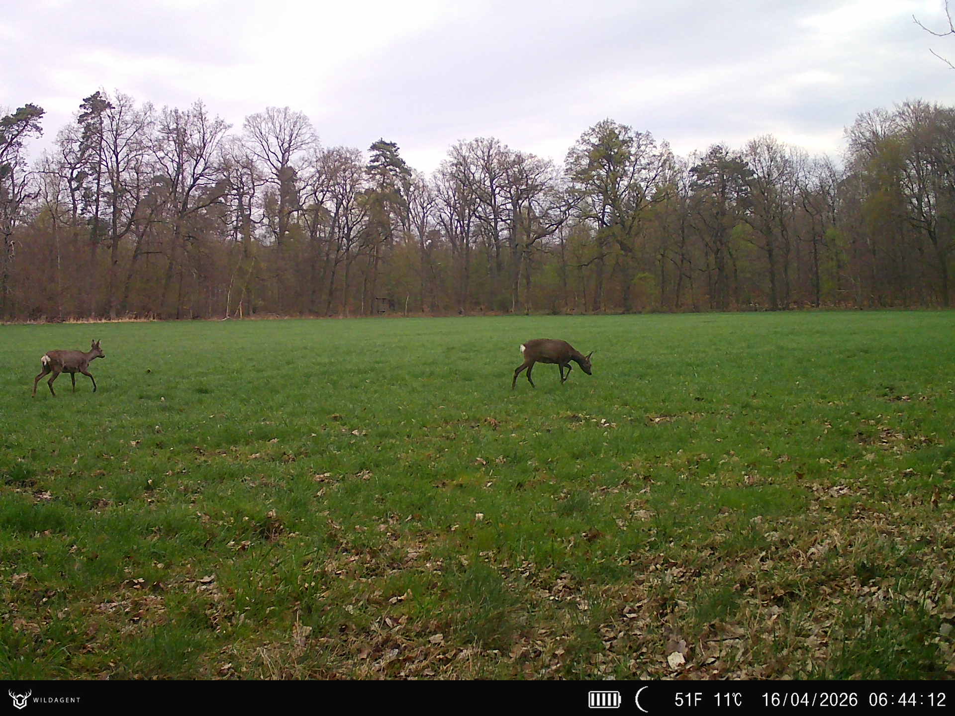 Wildtier 16.04.2026 06:44