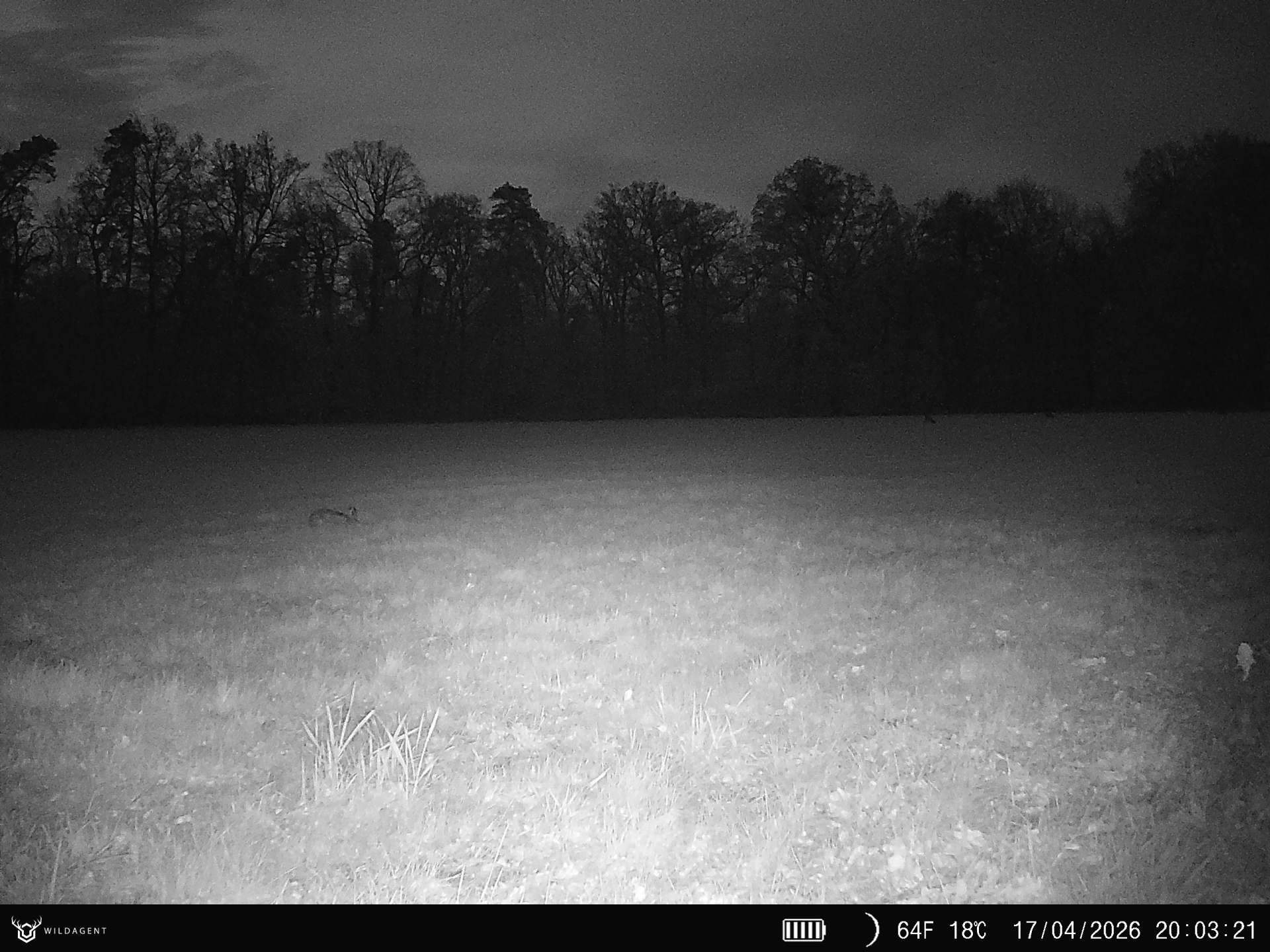 Wildtier 17.04.2026 20:03