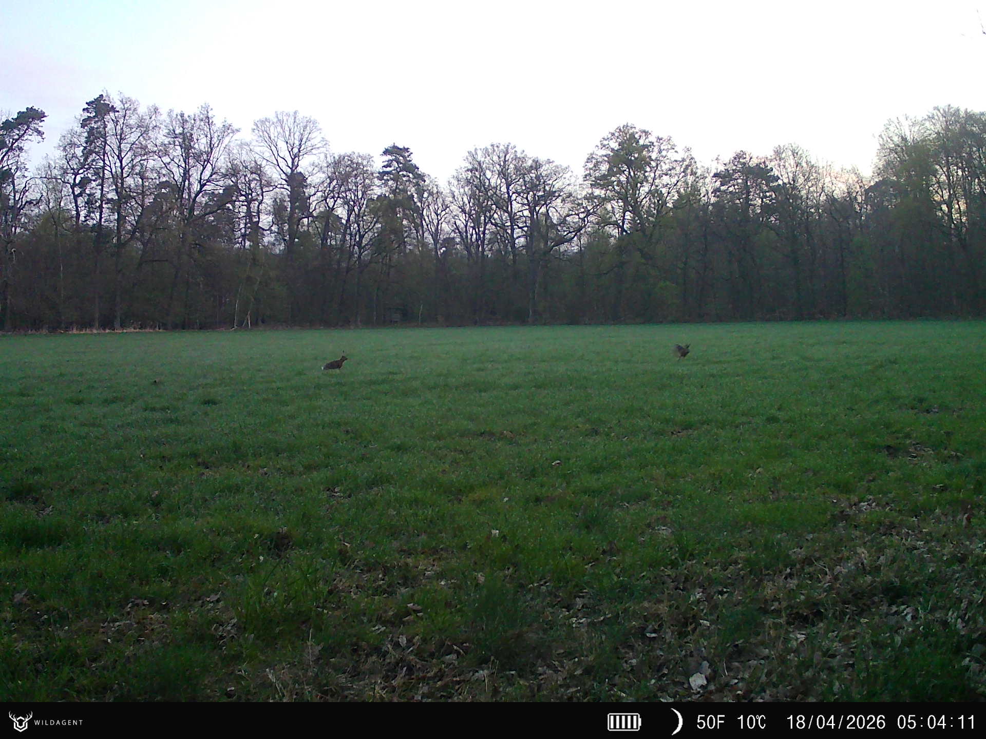 Wildtier 18.04.2026 05:04