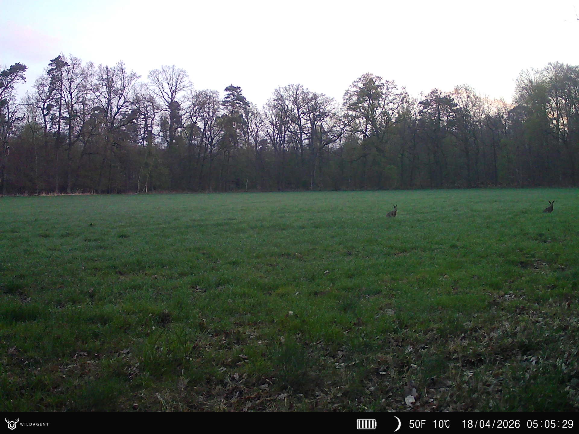 Wildtier 18.04.2026 05:05