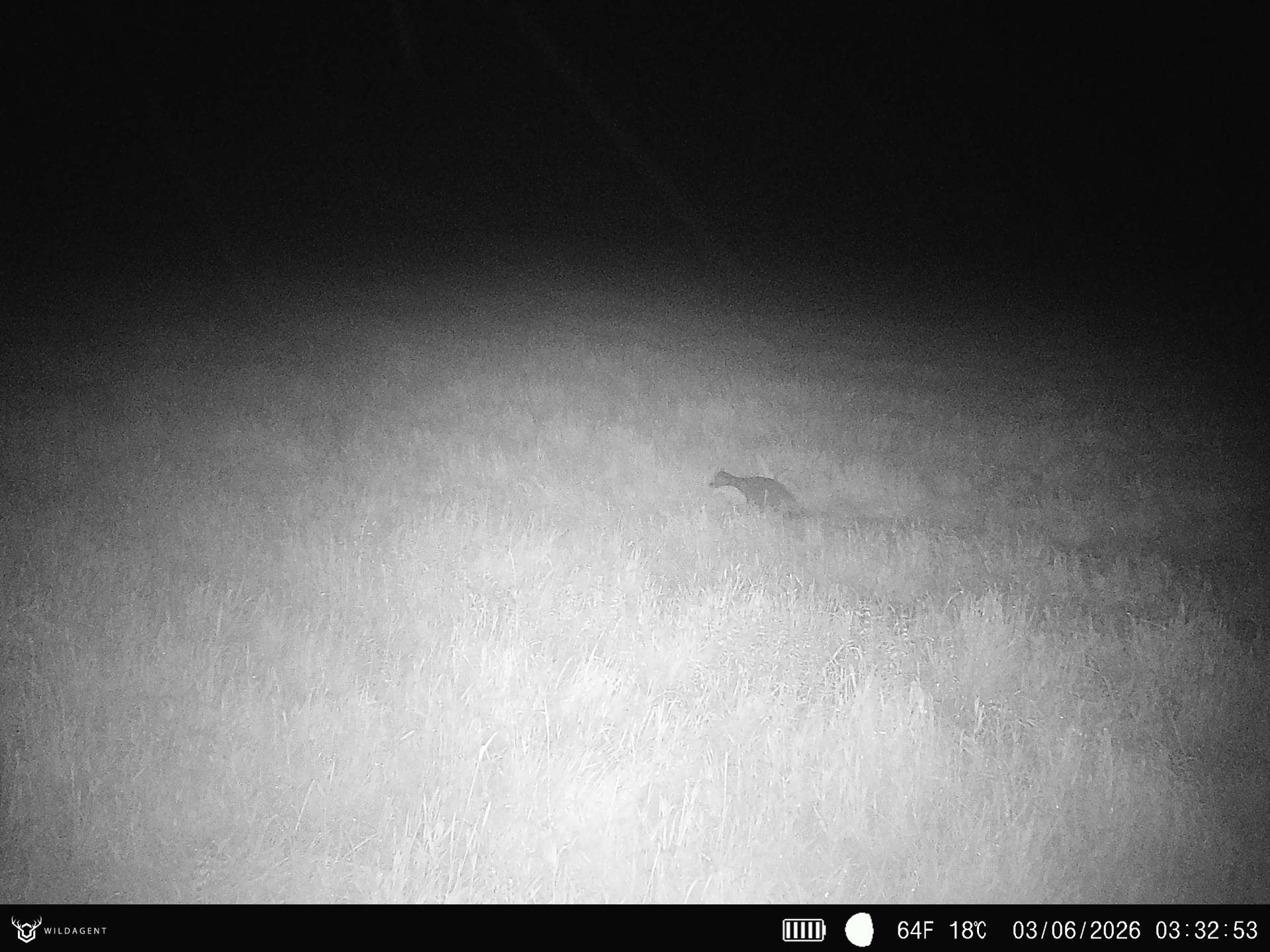 Wildtier 03.06.2026 03:32