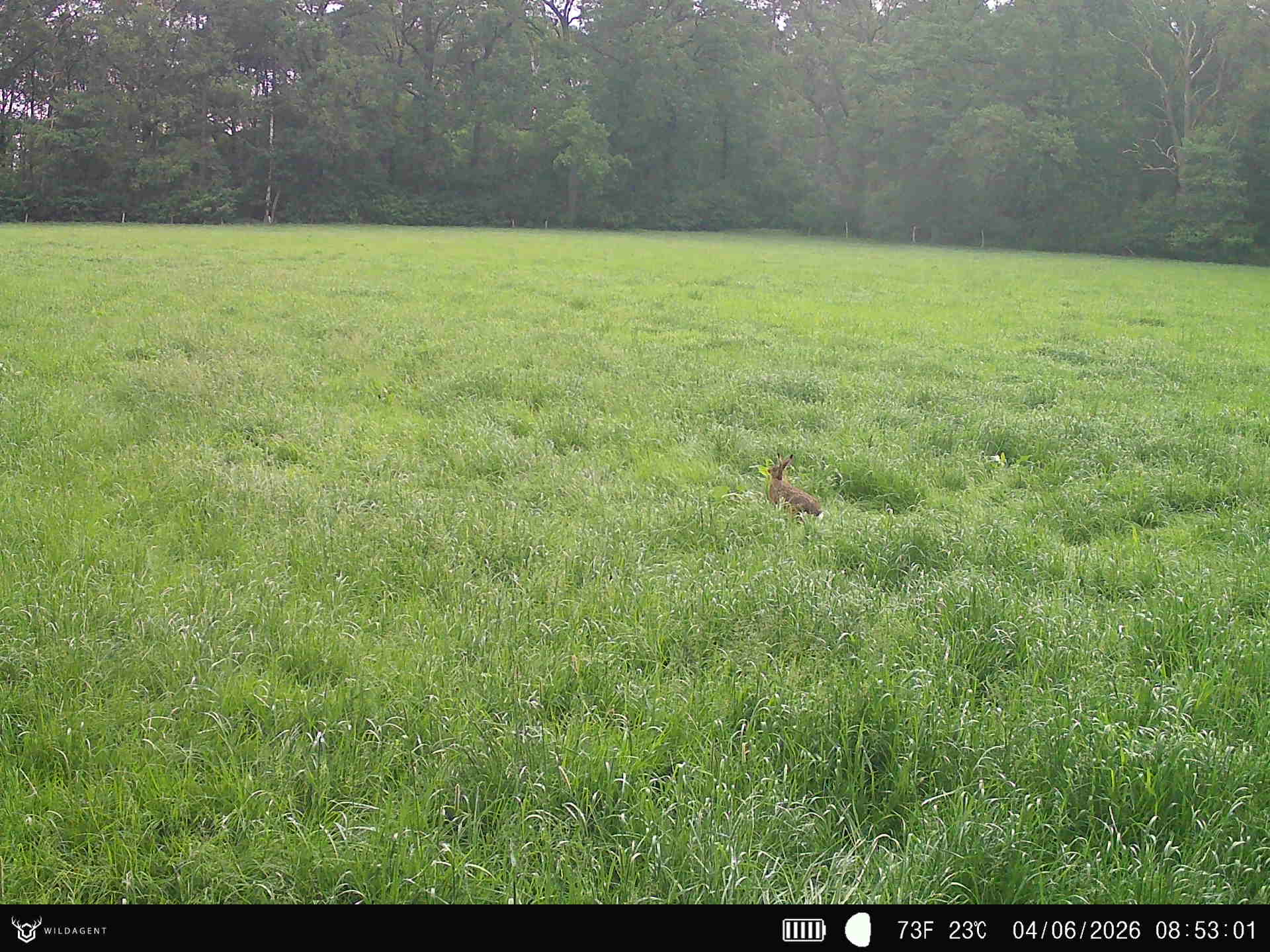 Wildtier 04.06.2026 08:53