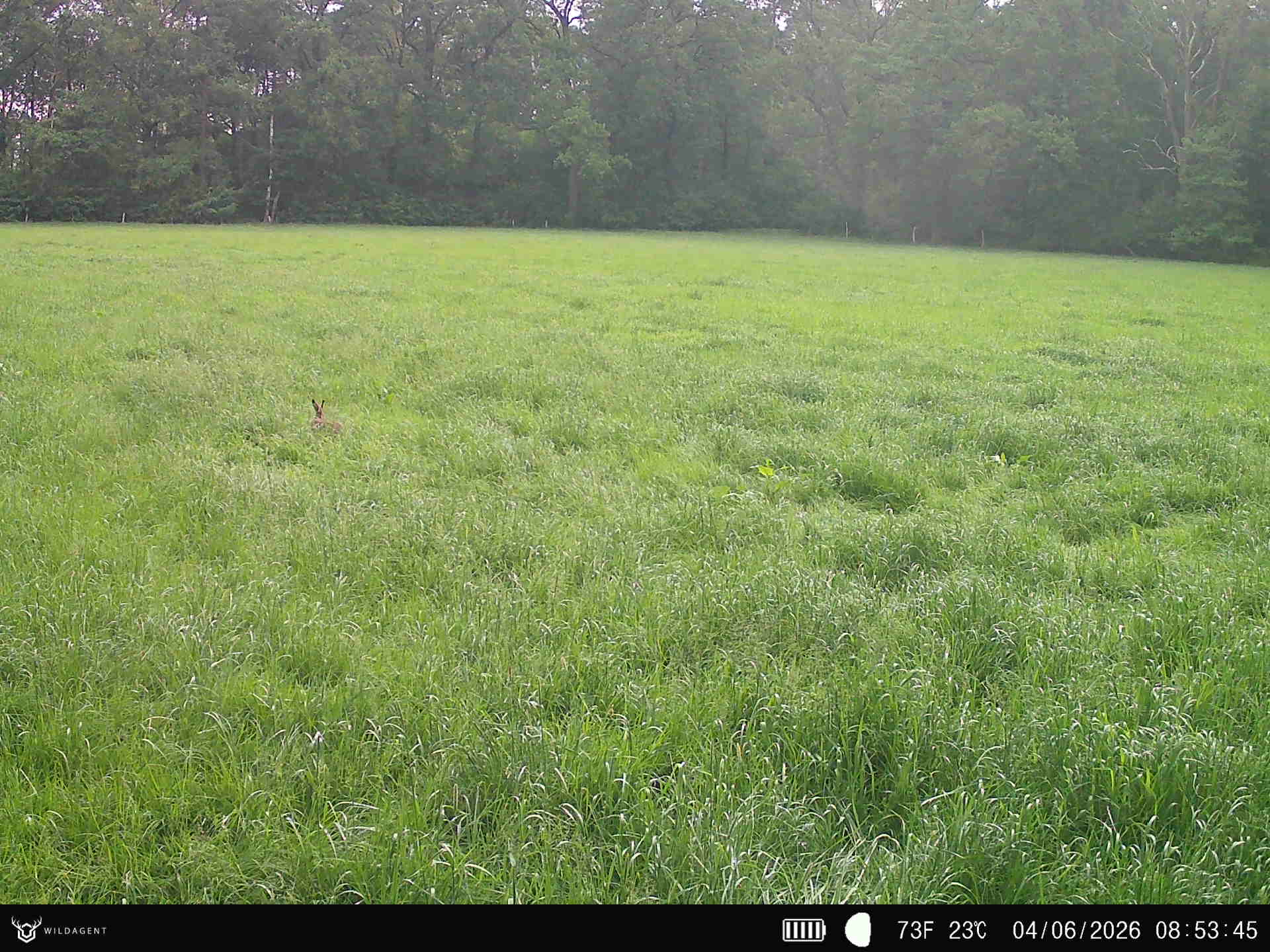 Wildtier 04.06.2026 08:53