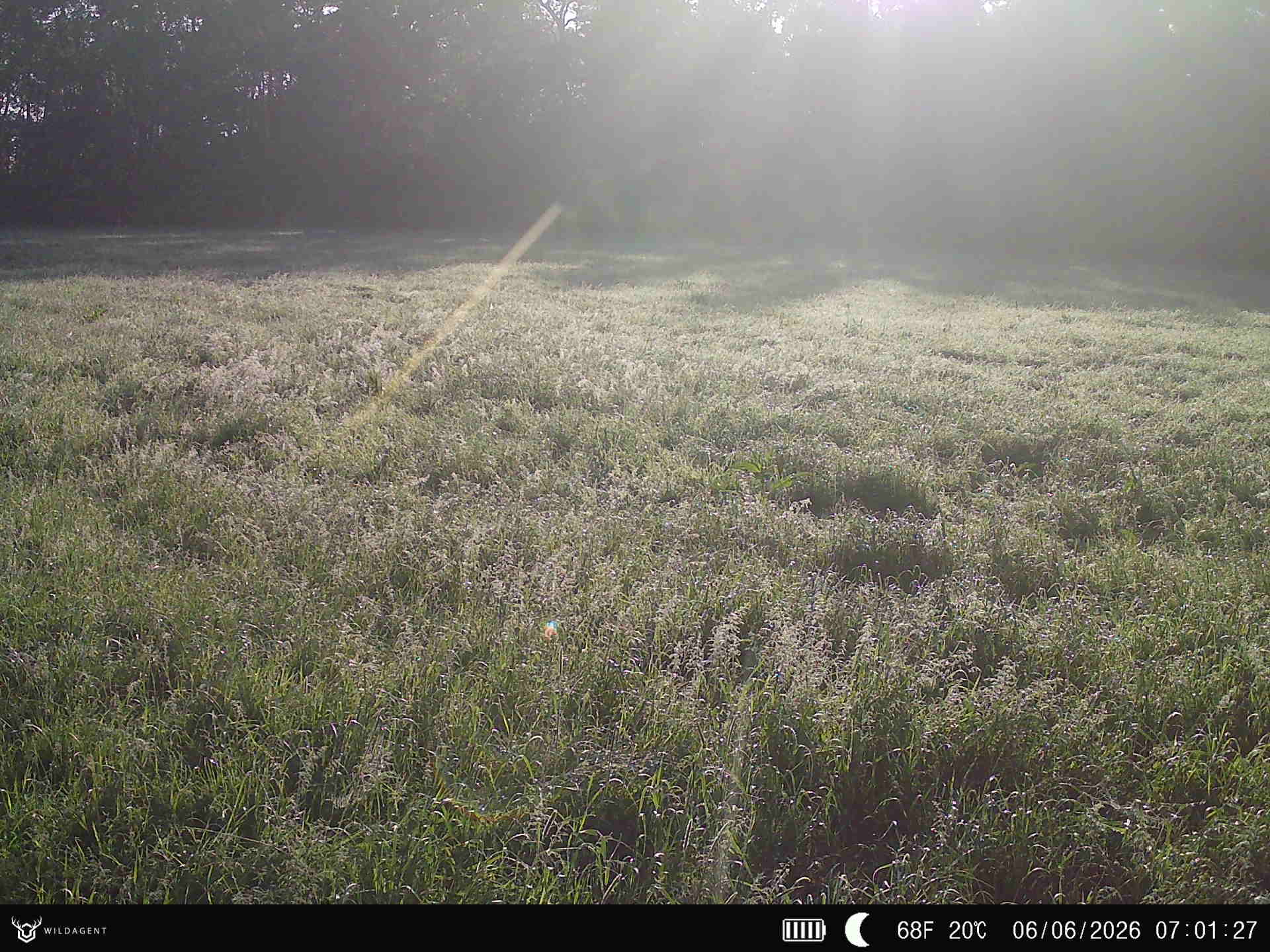 Wildtier 06.06.2026 07:01