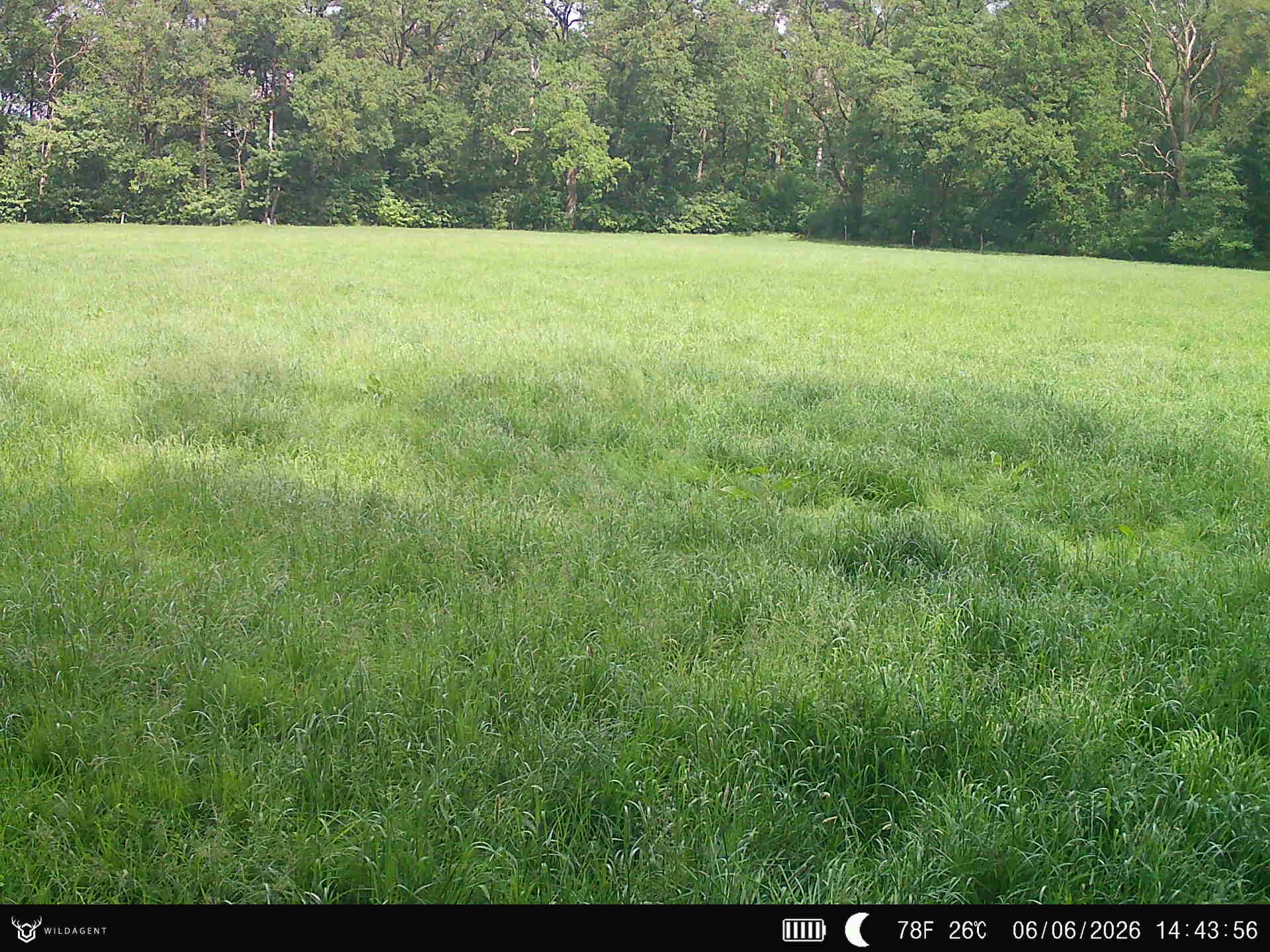 Wildtier 06.06.2026 14:43