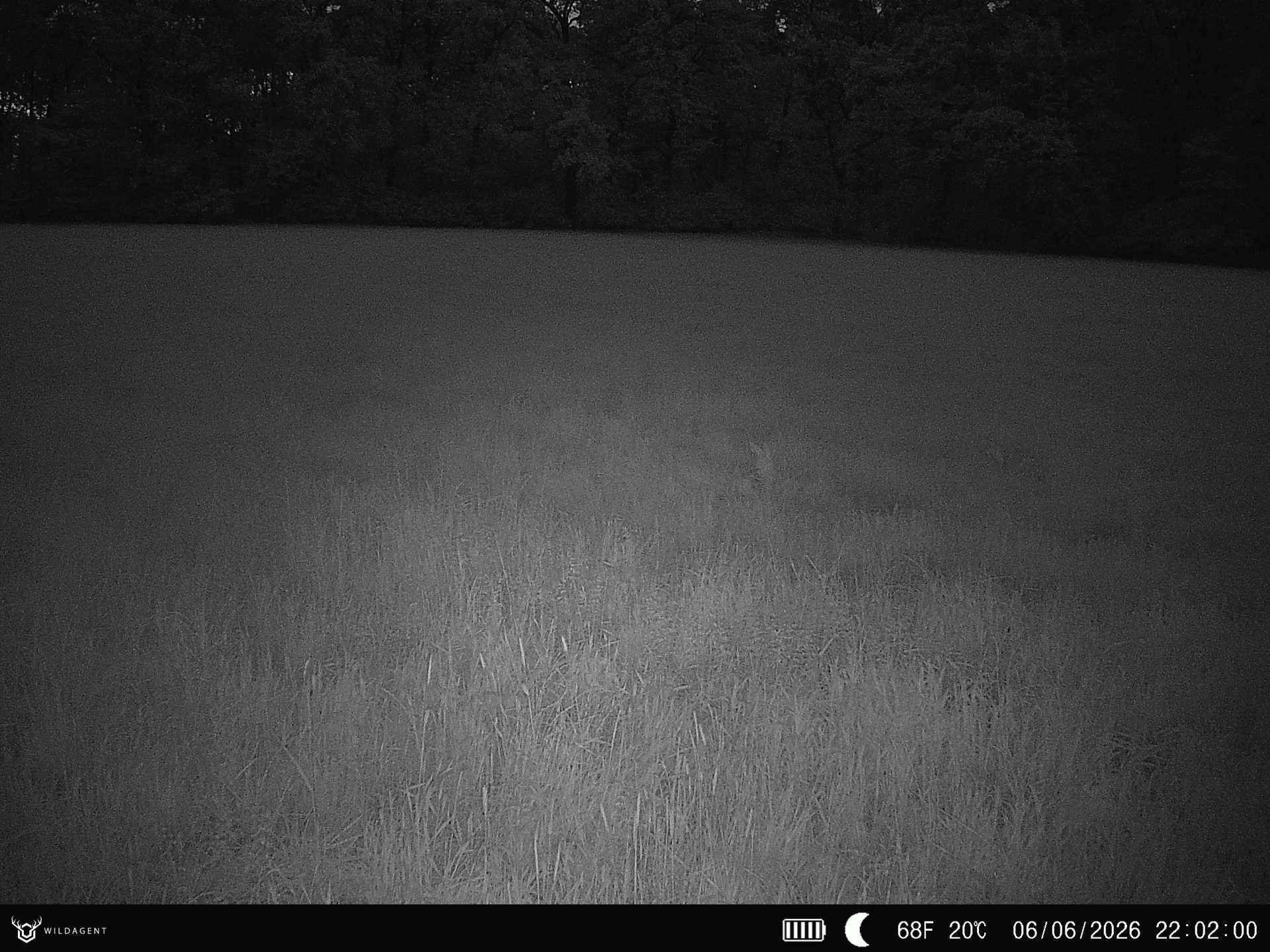 Wildtier 06.06.2026 22:02