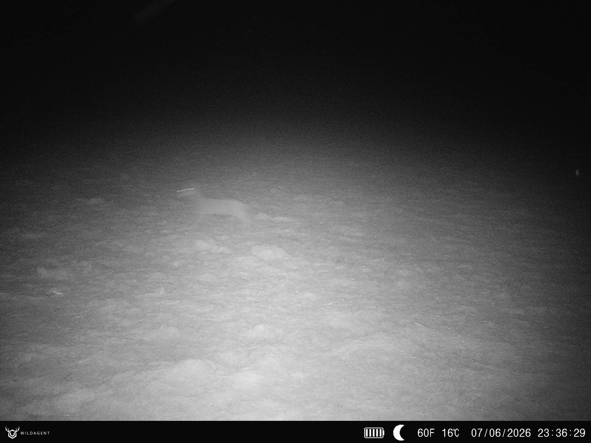Wildtier 07.06.2026 23:36