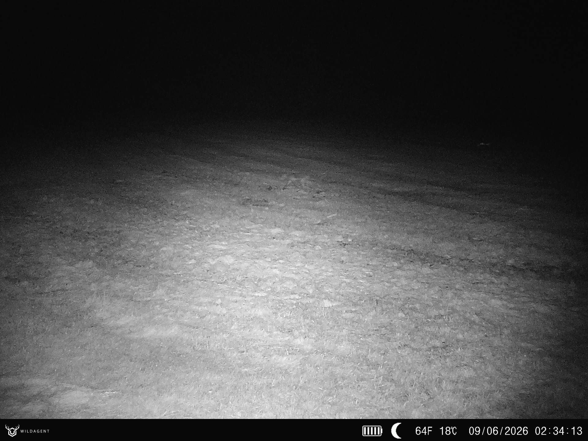 Wildtier 09.06.2026 02:34