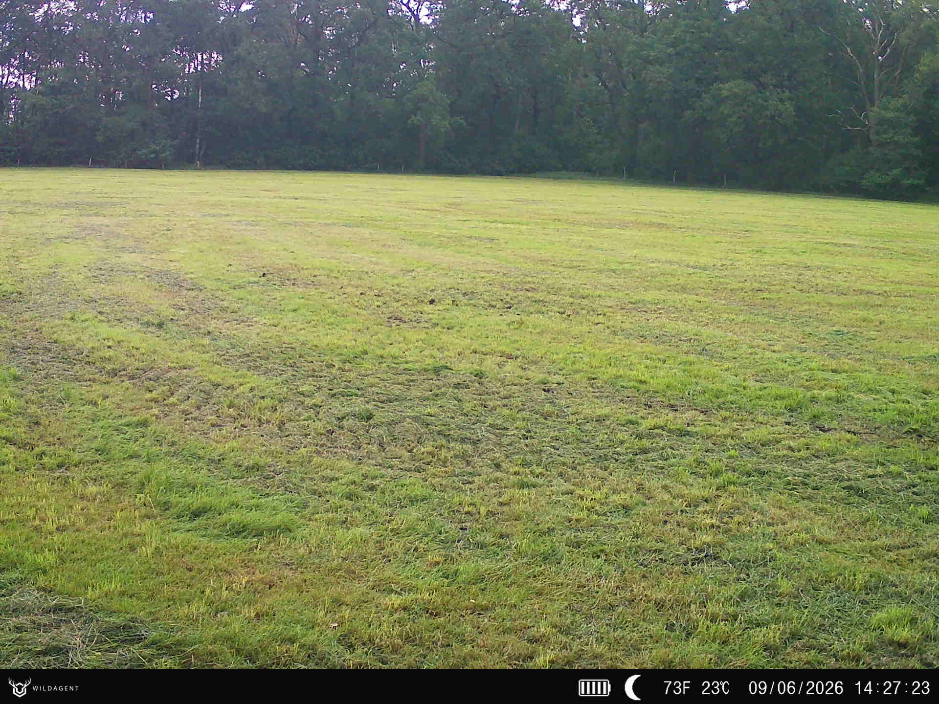Wildtier 09.06.2026 14:27