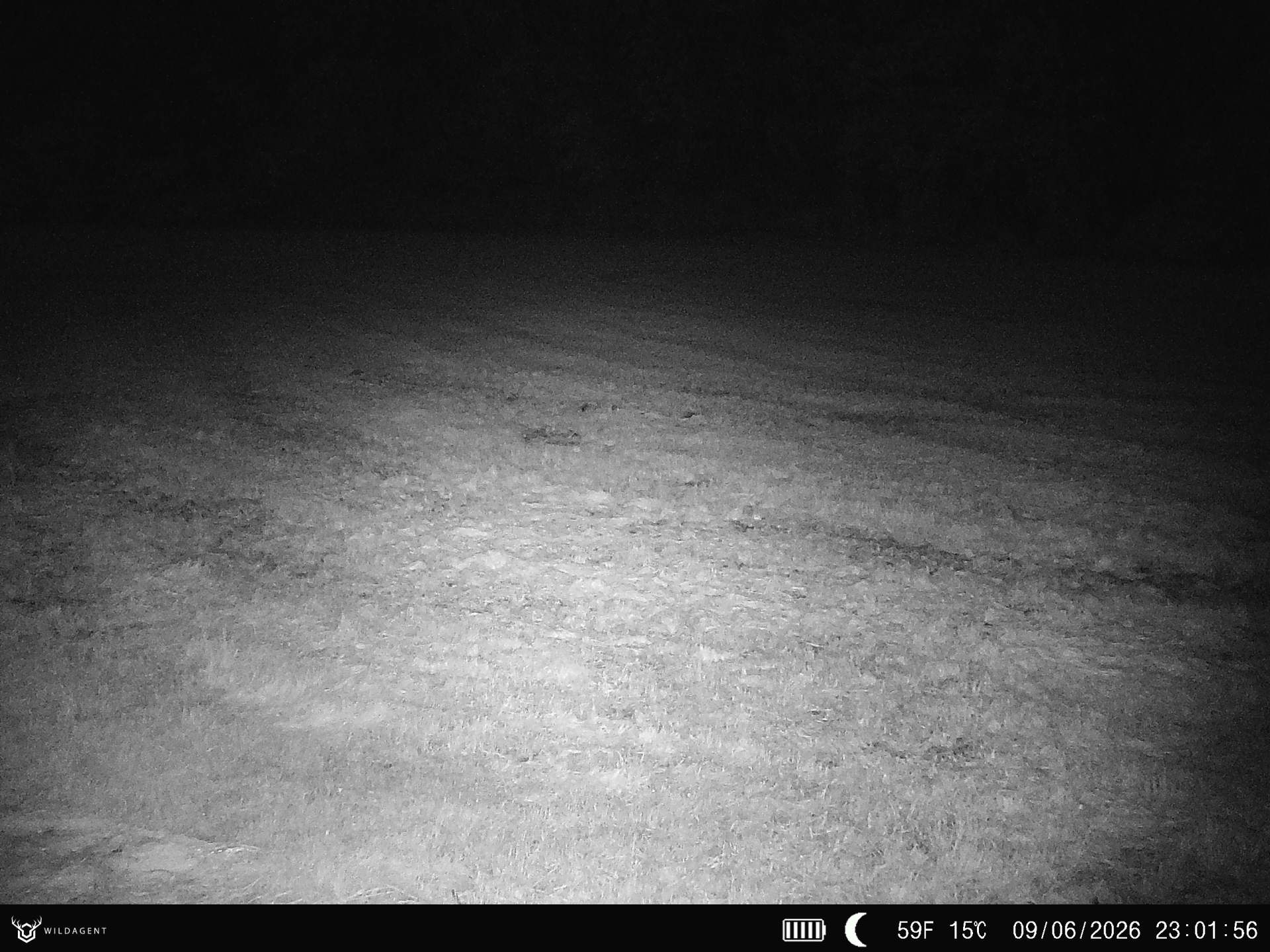 Wildtier 09.06.2026 23:01