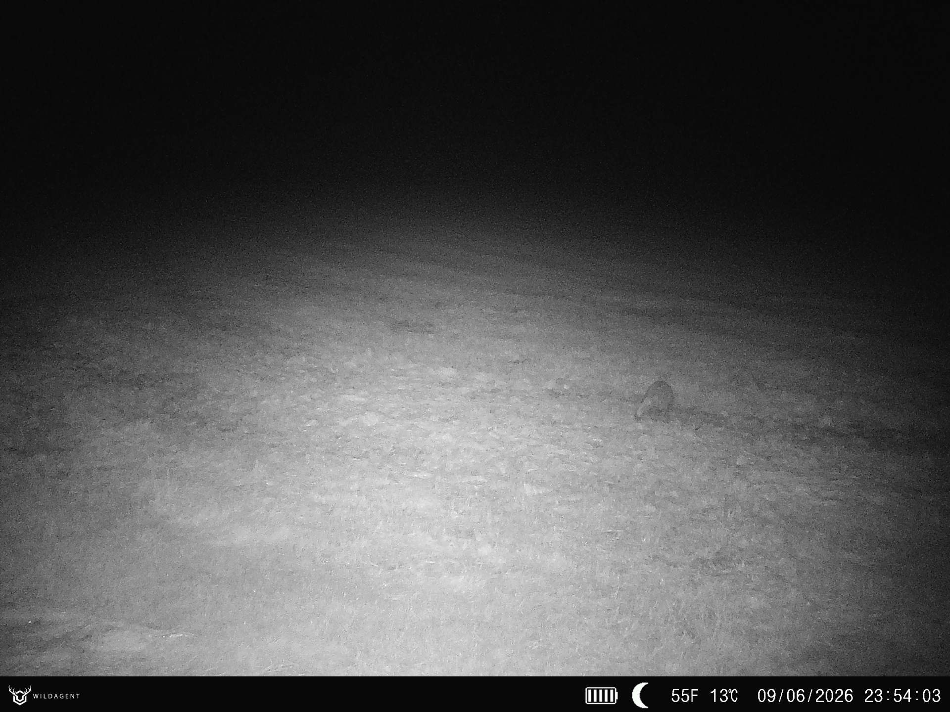 Wildtier 09.06.2026 23:54