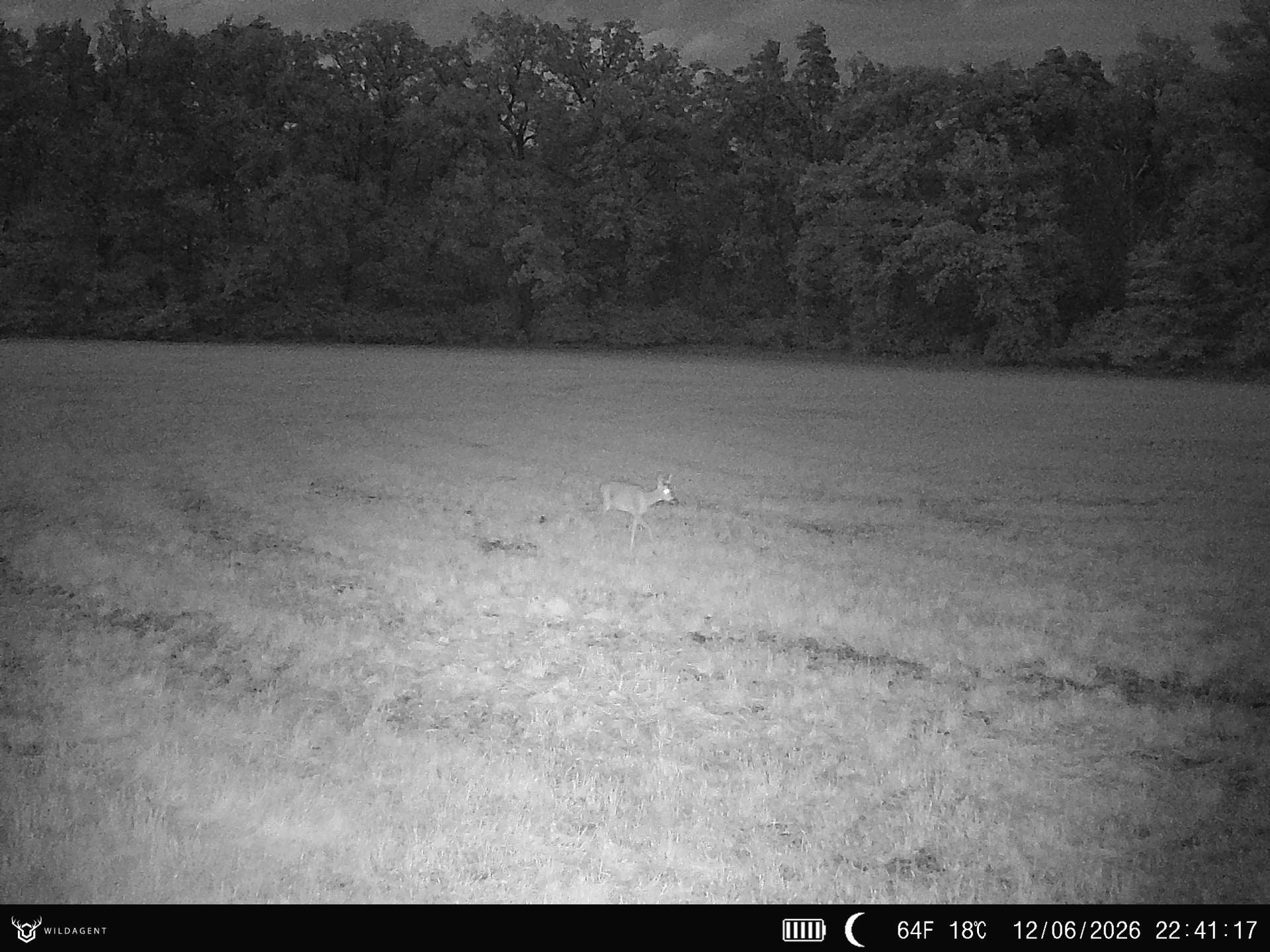 Wildtier 12.06.2026 22:41