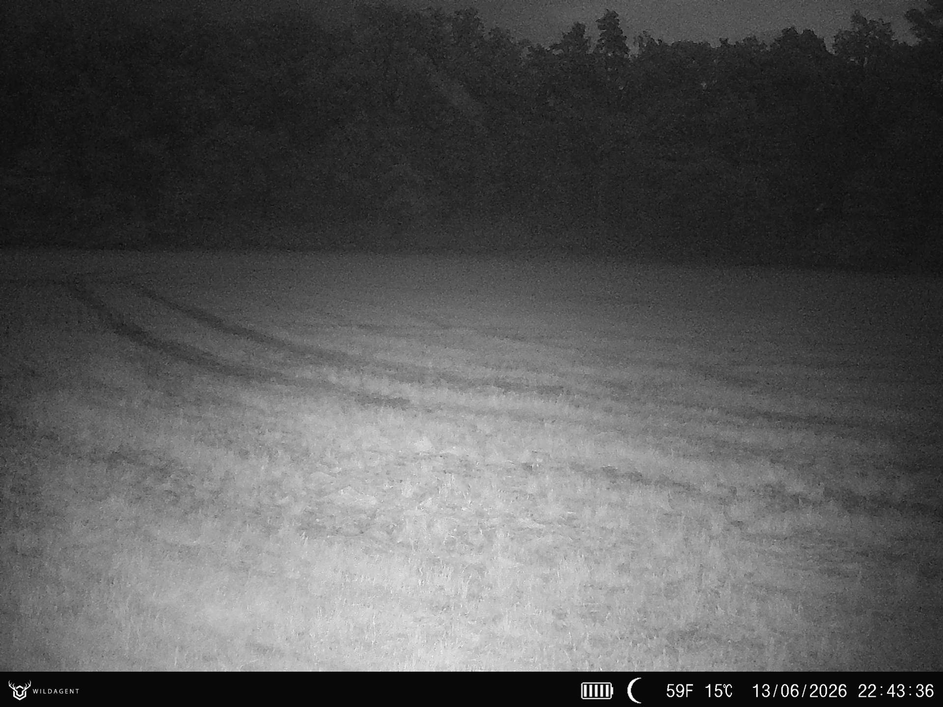 Wildtier 13.06.2026 22:43