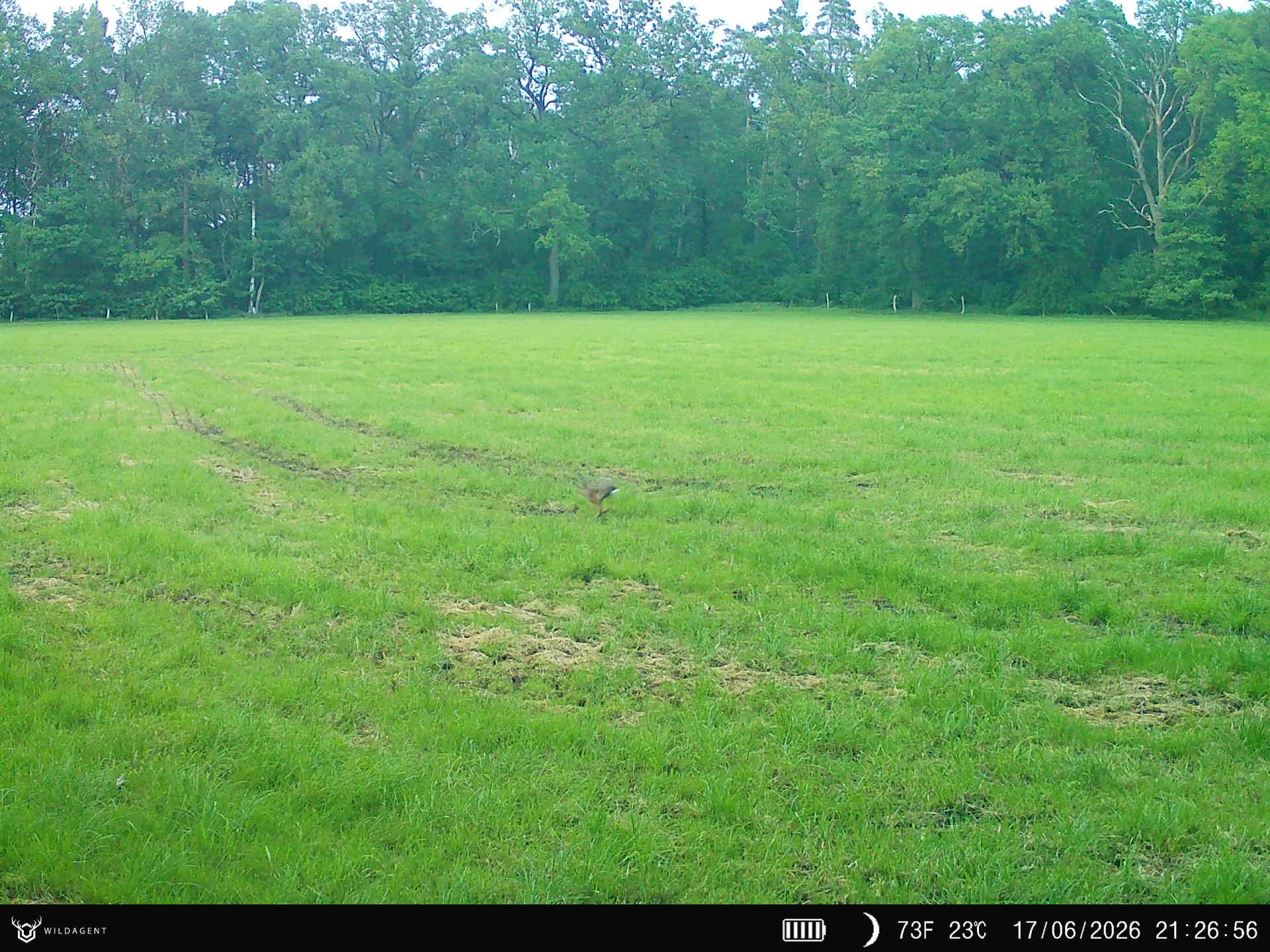 Wildtier 17.06.2026 21:26