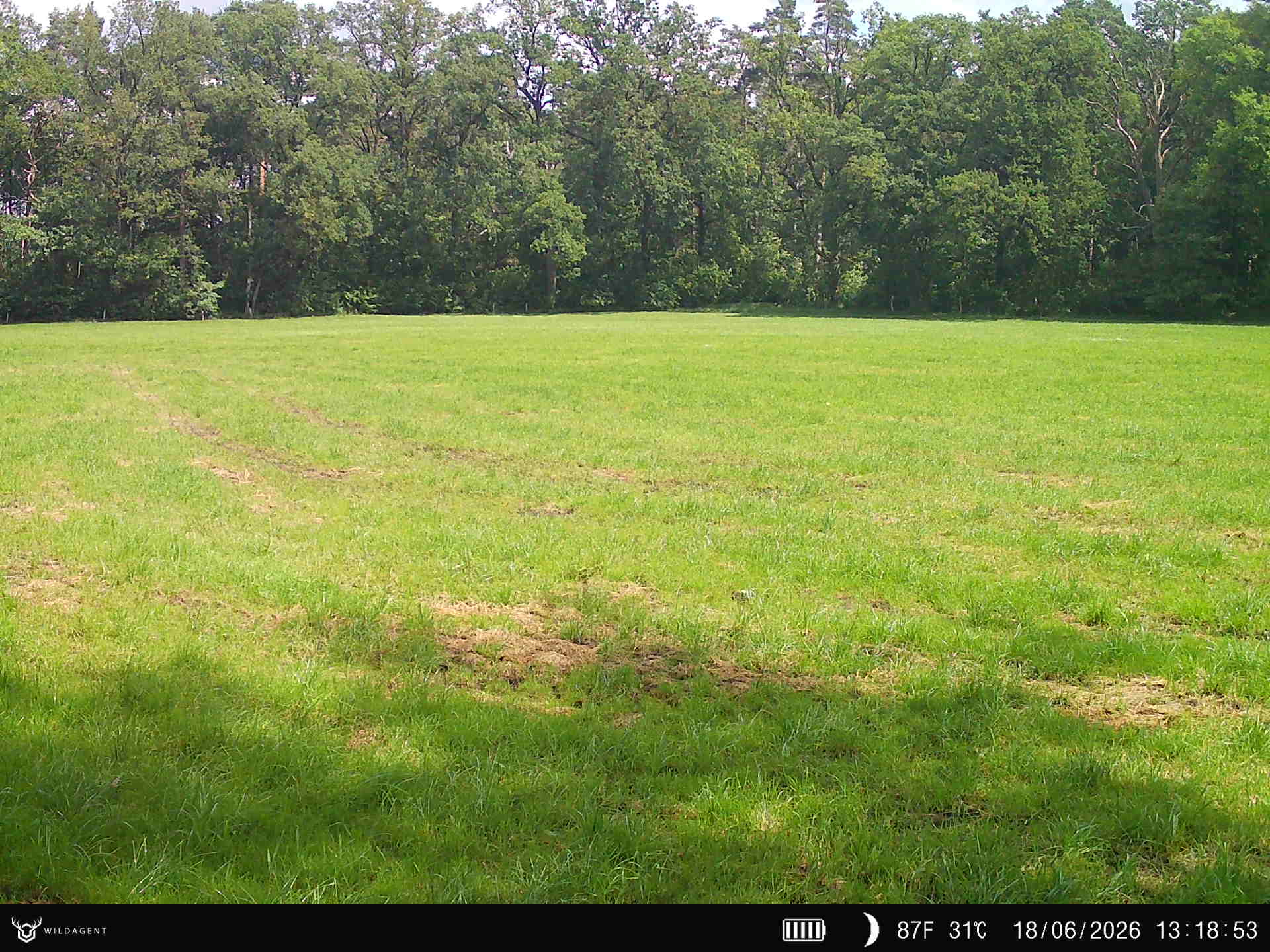 Wildtier 18.06.2026 13:18