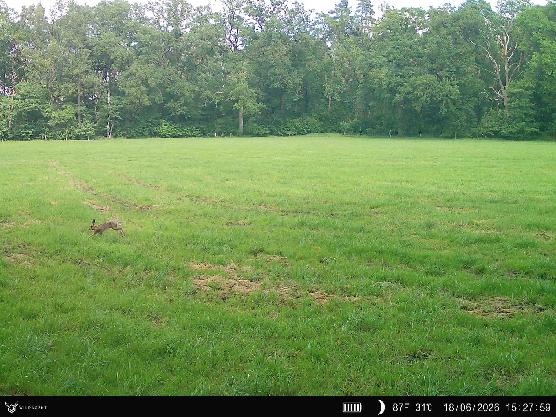 Wildtier 18.06.2026 15:28