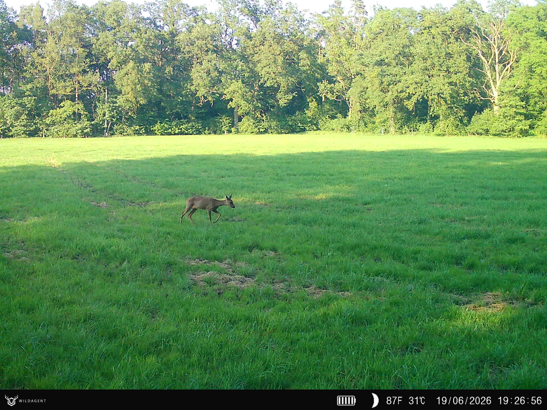 Wildtier 19.06.2026 19:27