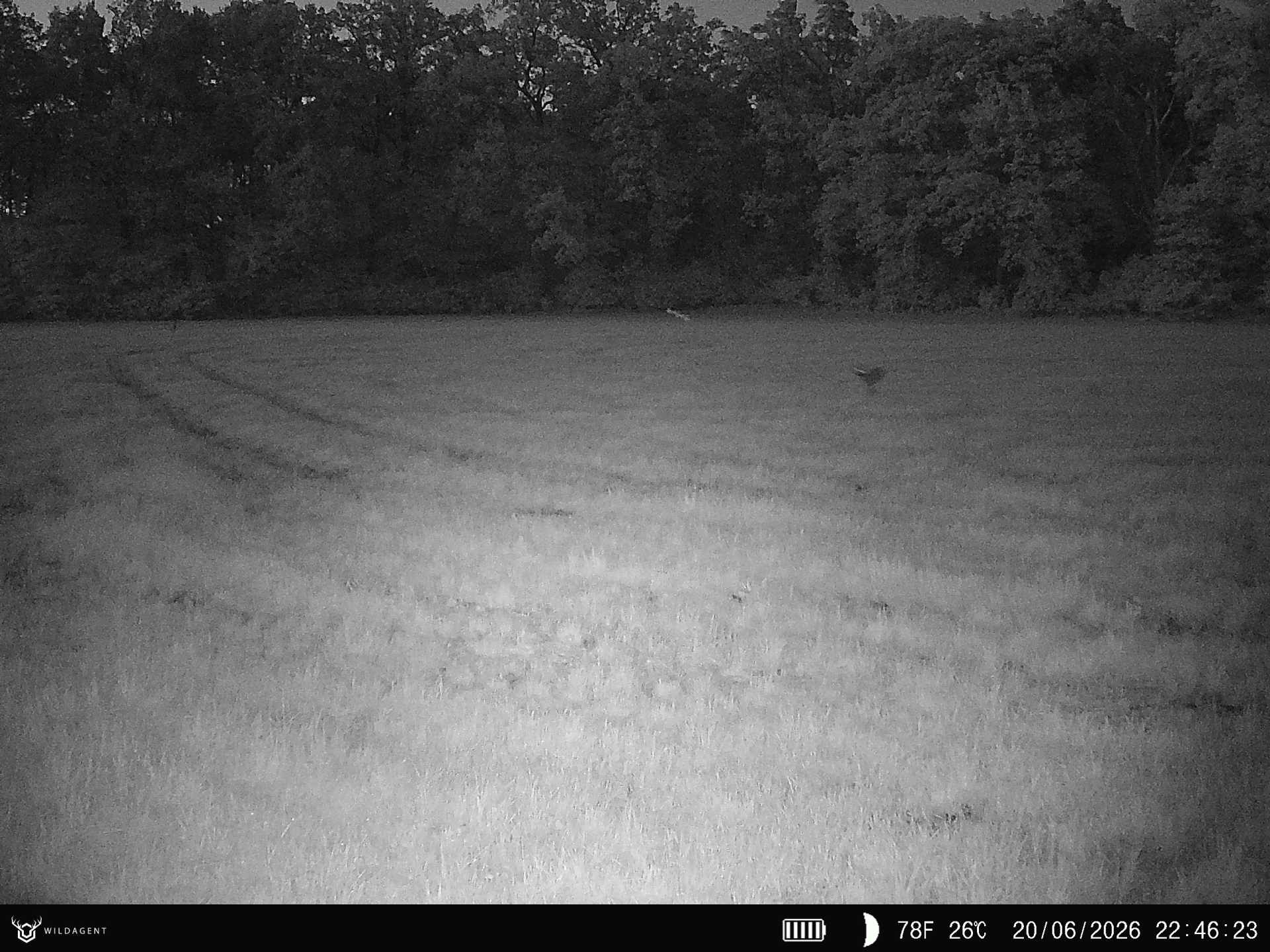 Wildtier 20.06.2026 22:46