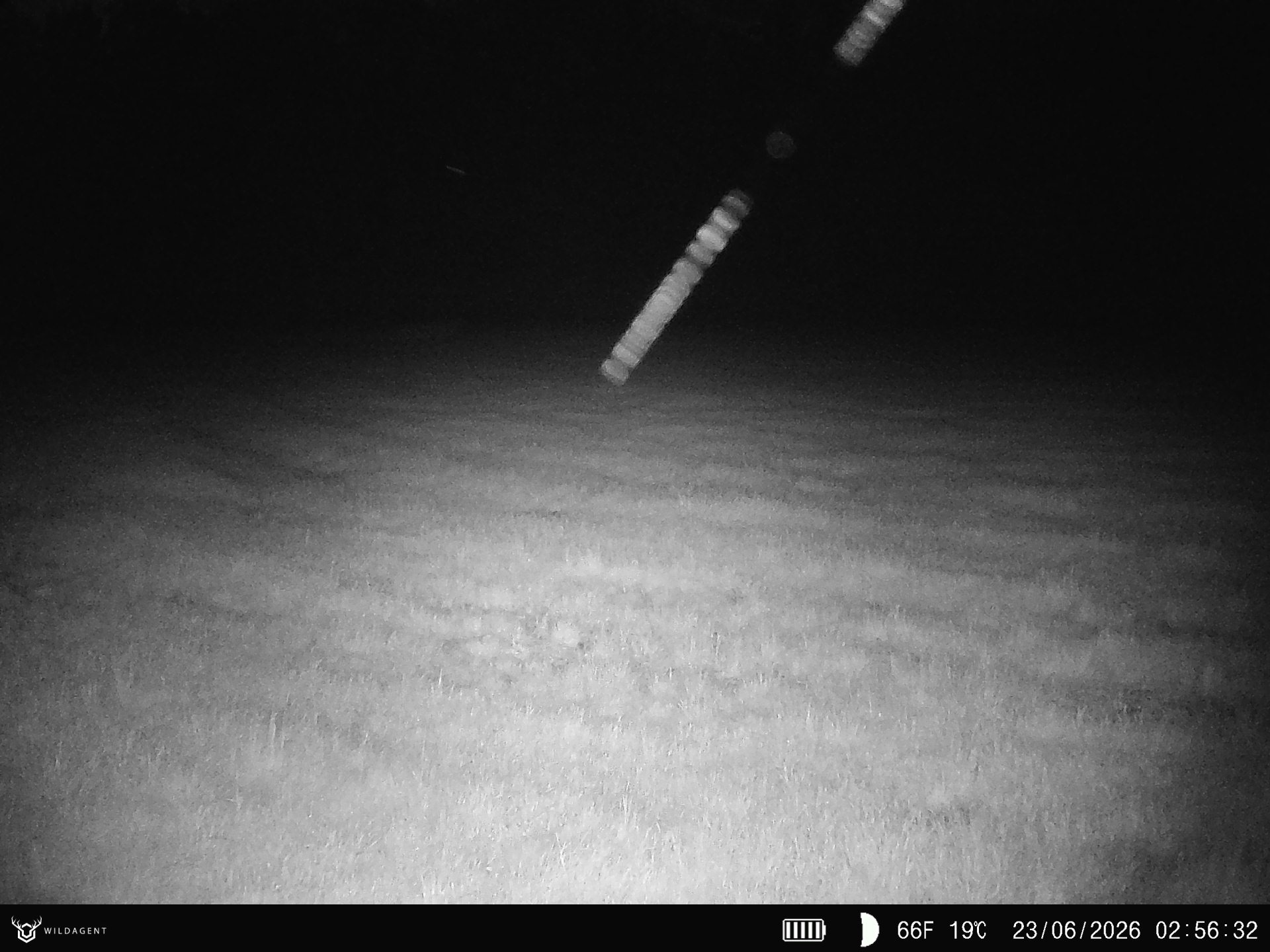 Wildtier 23.06.2026 02:56