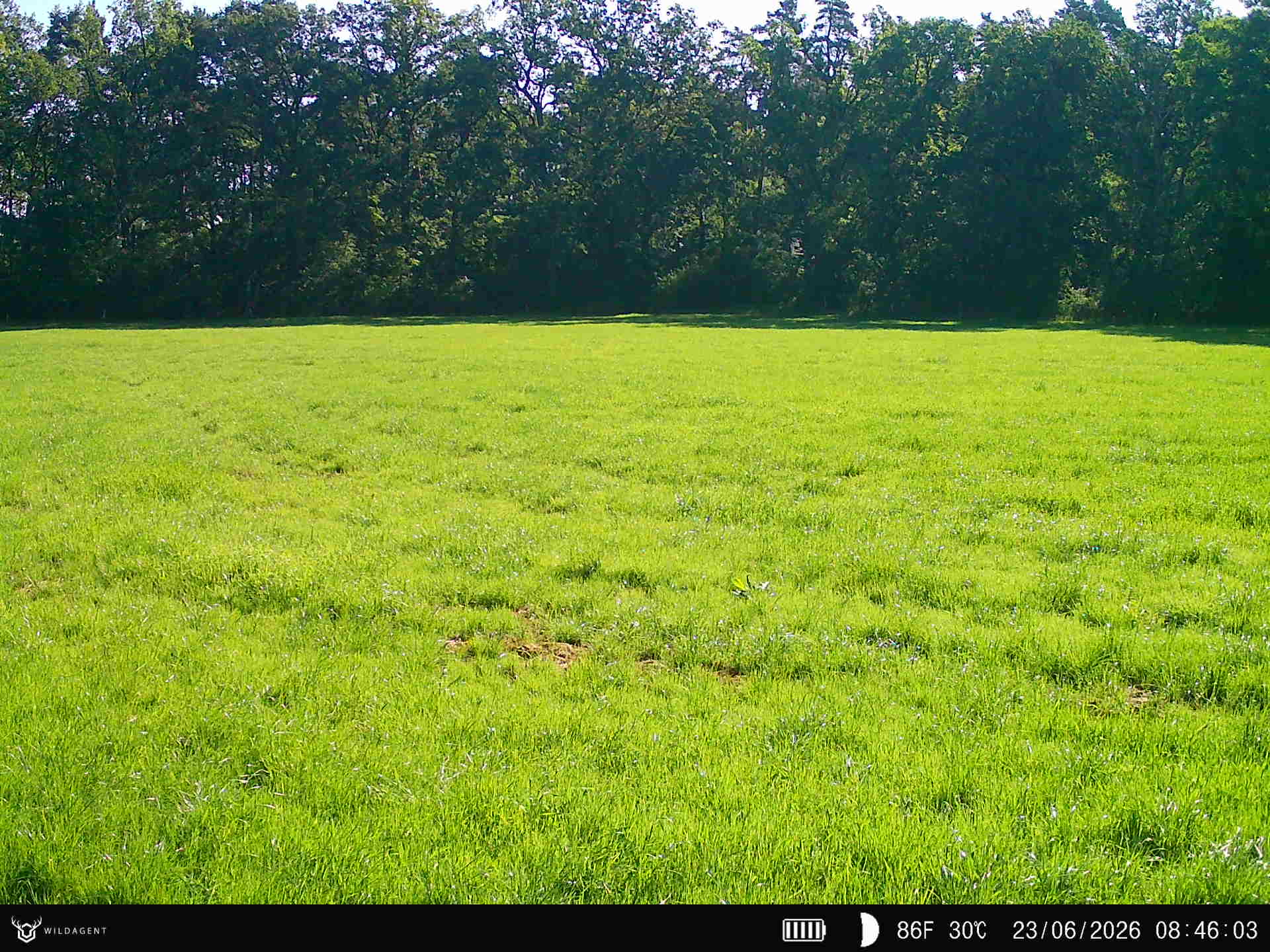 Wildtier 23.06.2026 08:46
