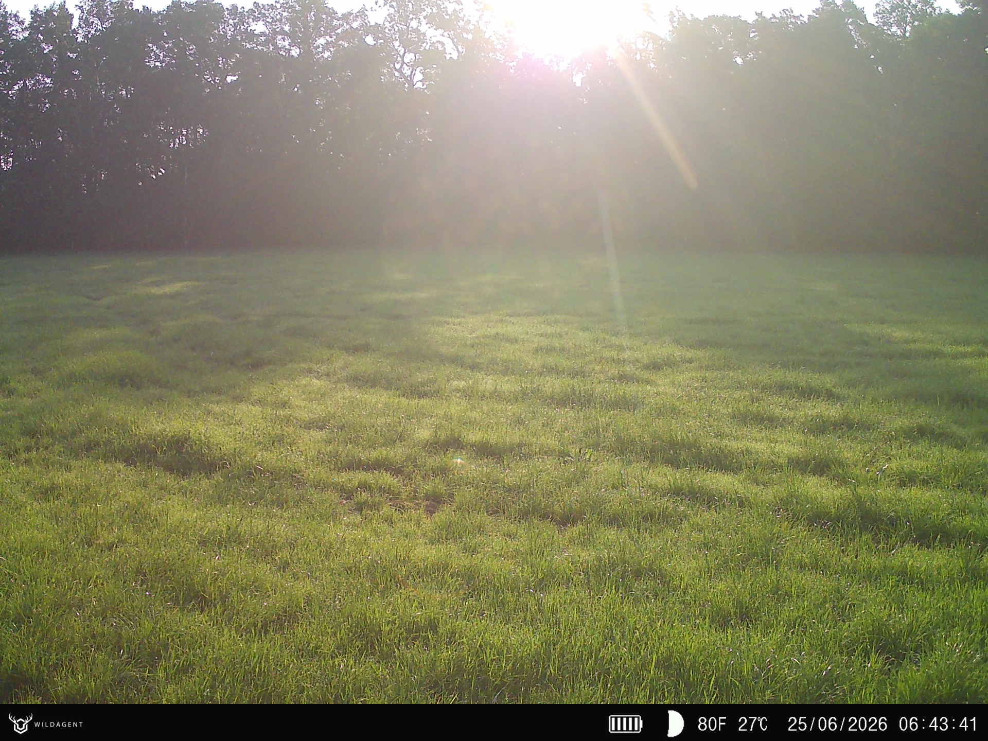 Wildtier 25.06.2026 06:43