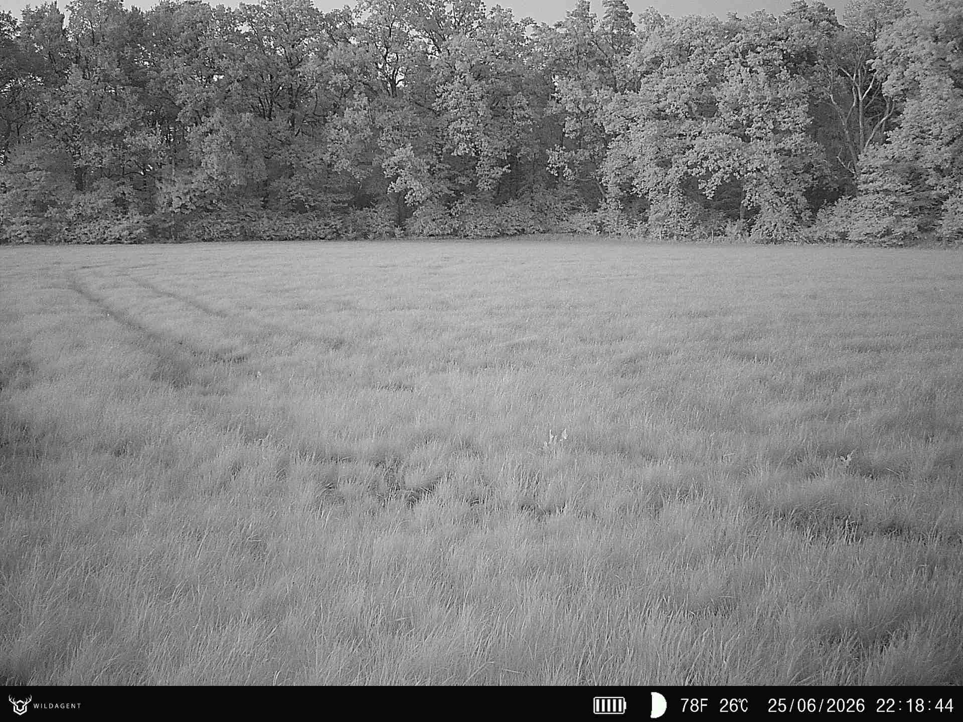 Wildtier 25.06.2026 22:18
