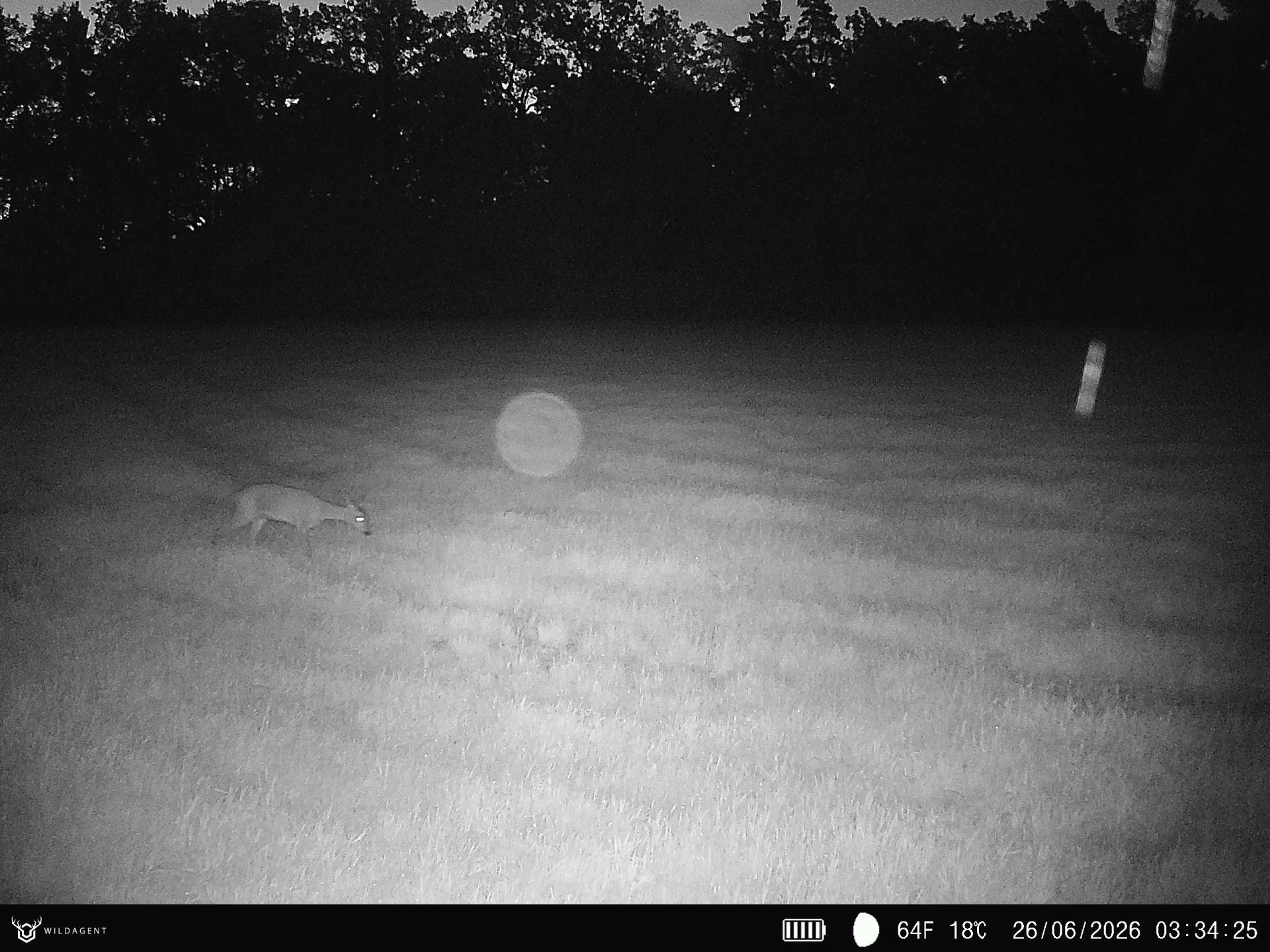 Wildtier 26.06.2026 03:34