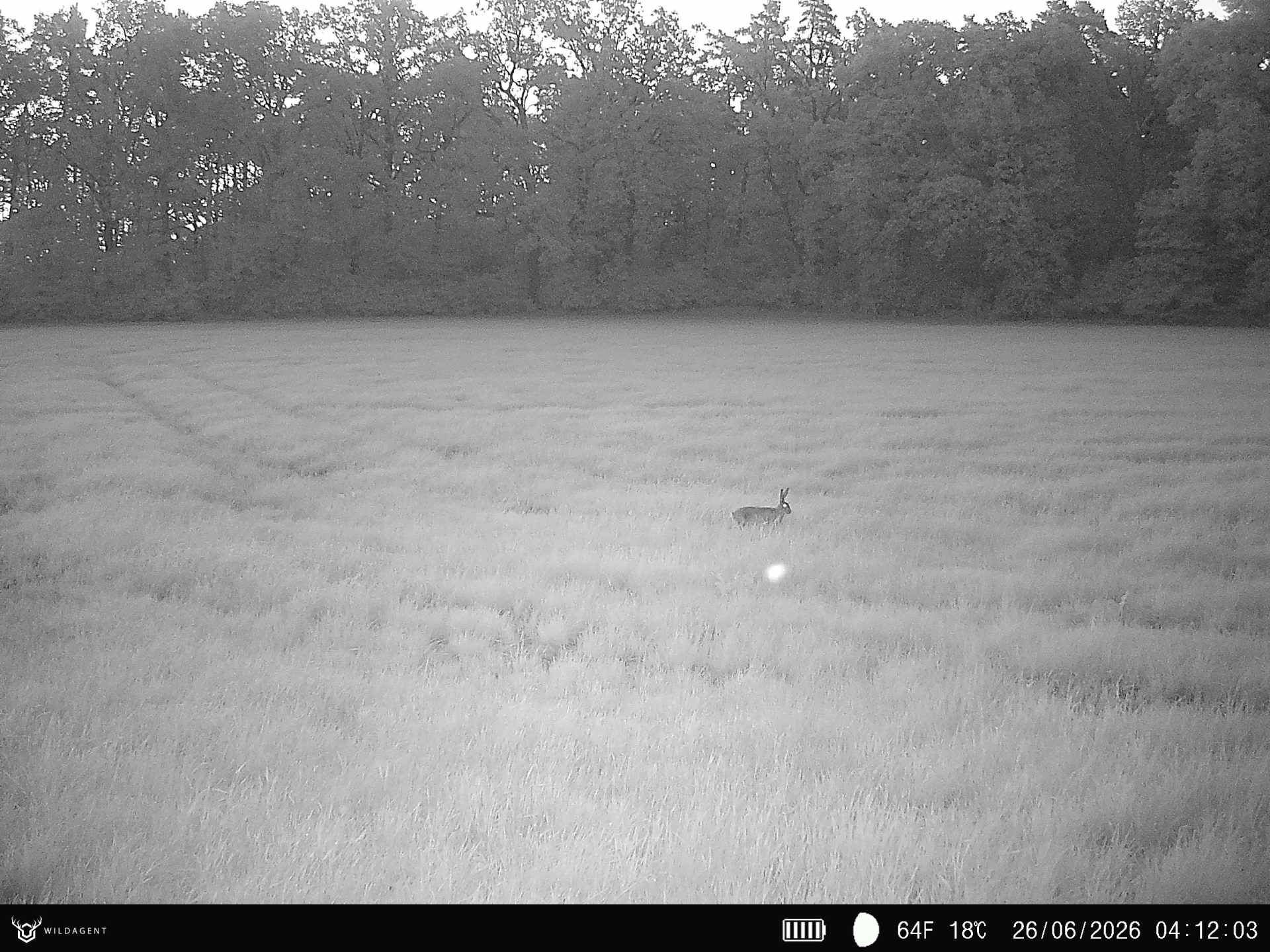 Wildtier 26.06.2026 04:12