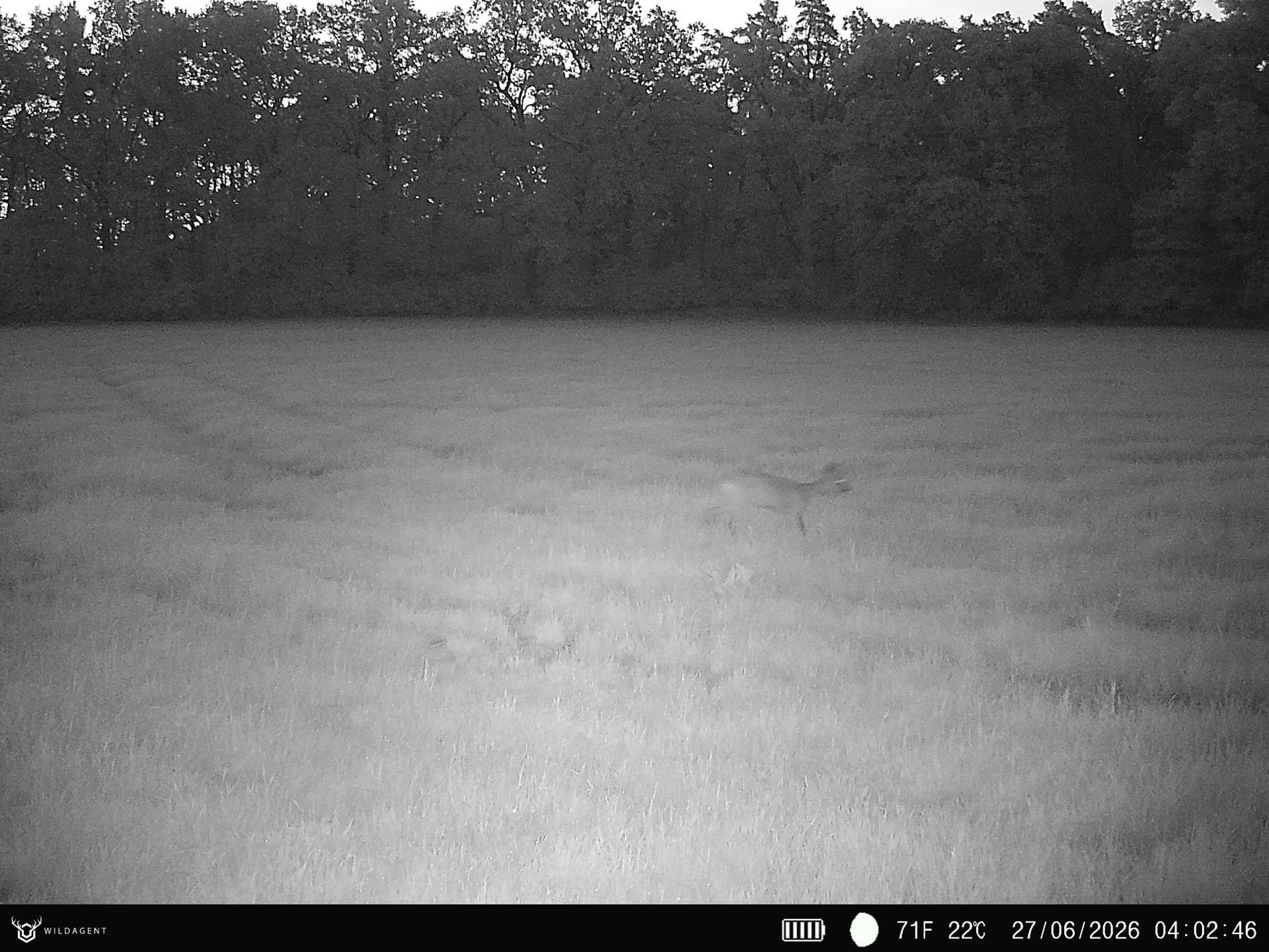 Wildtier 27.06.2026 04:02