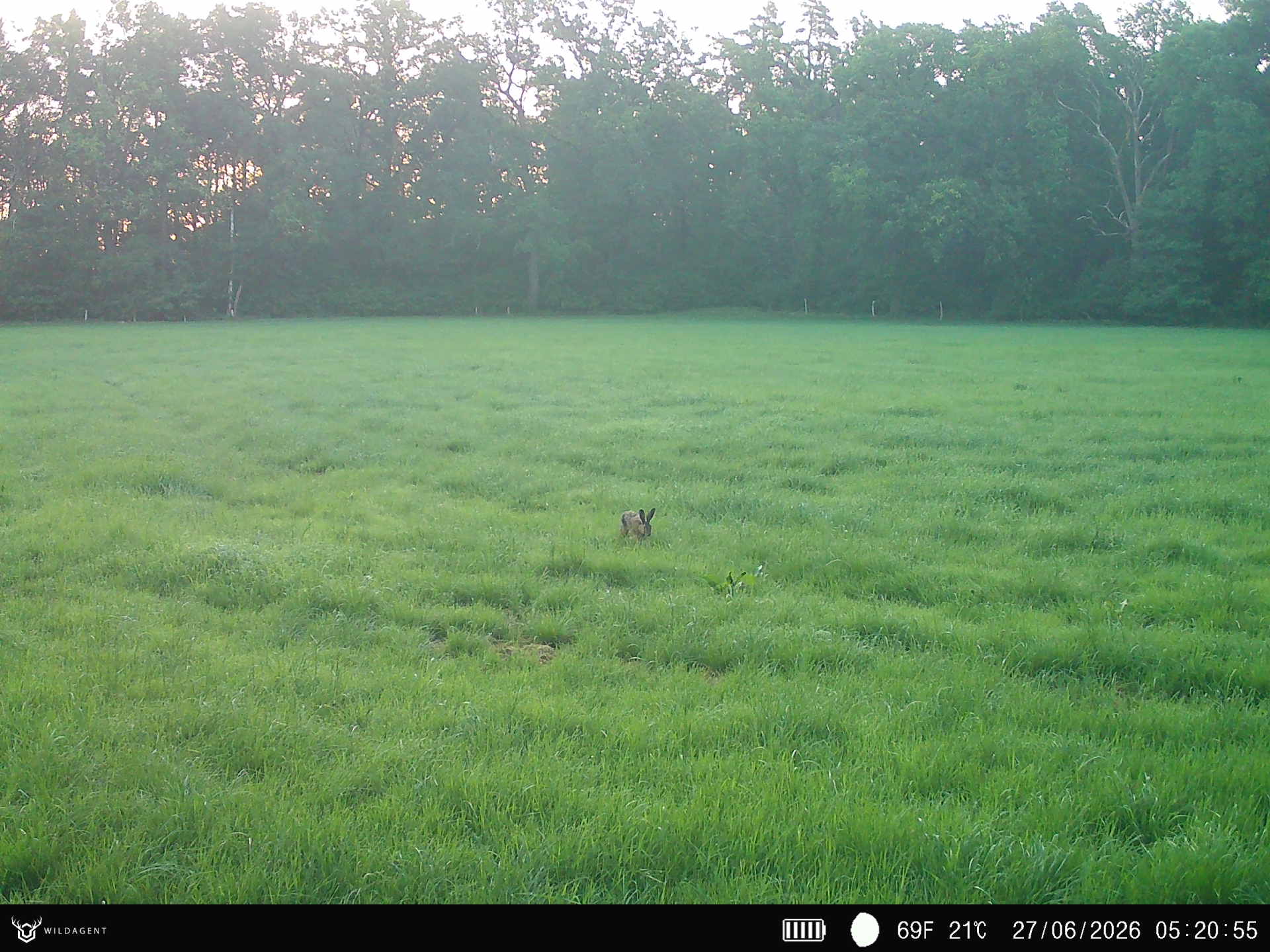 Wildtier 27.06.2026 05:20