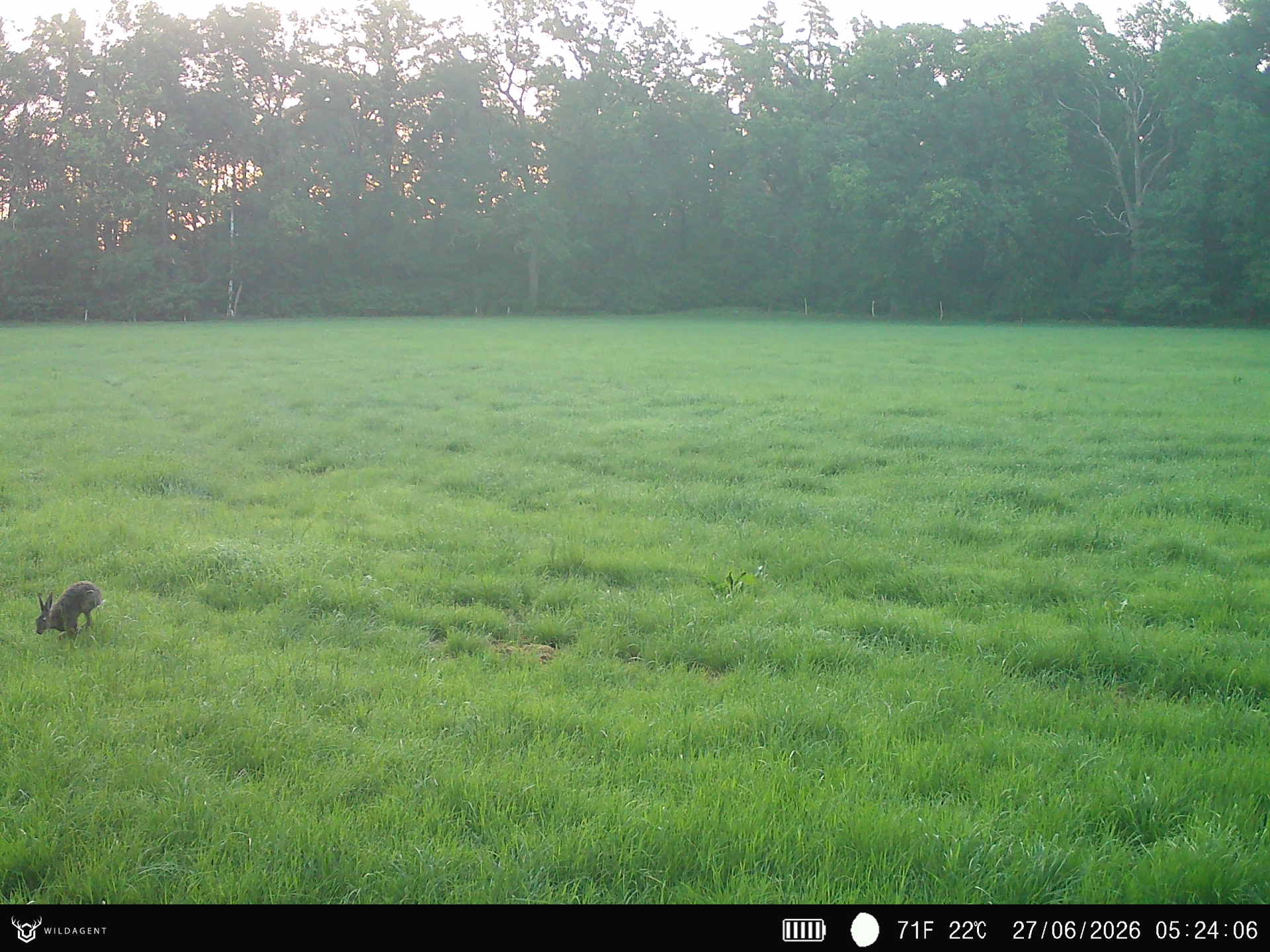 Wildtier 27.06.2026 05:24
