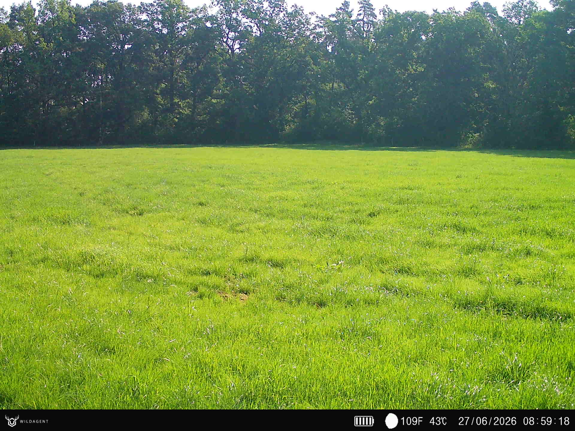 Wildtier 27.06.2026 08:59