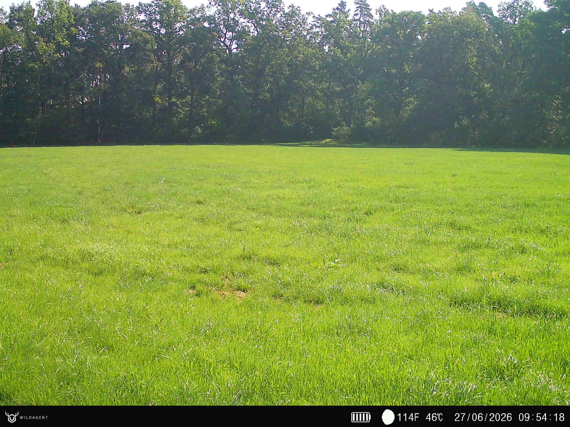 Wildtier 27.06.2026 09:54