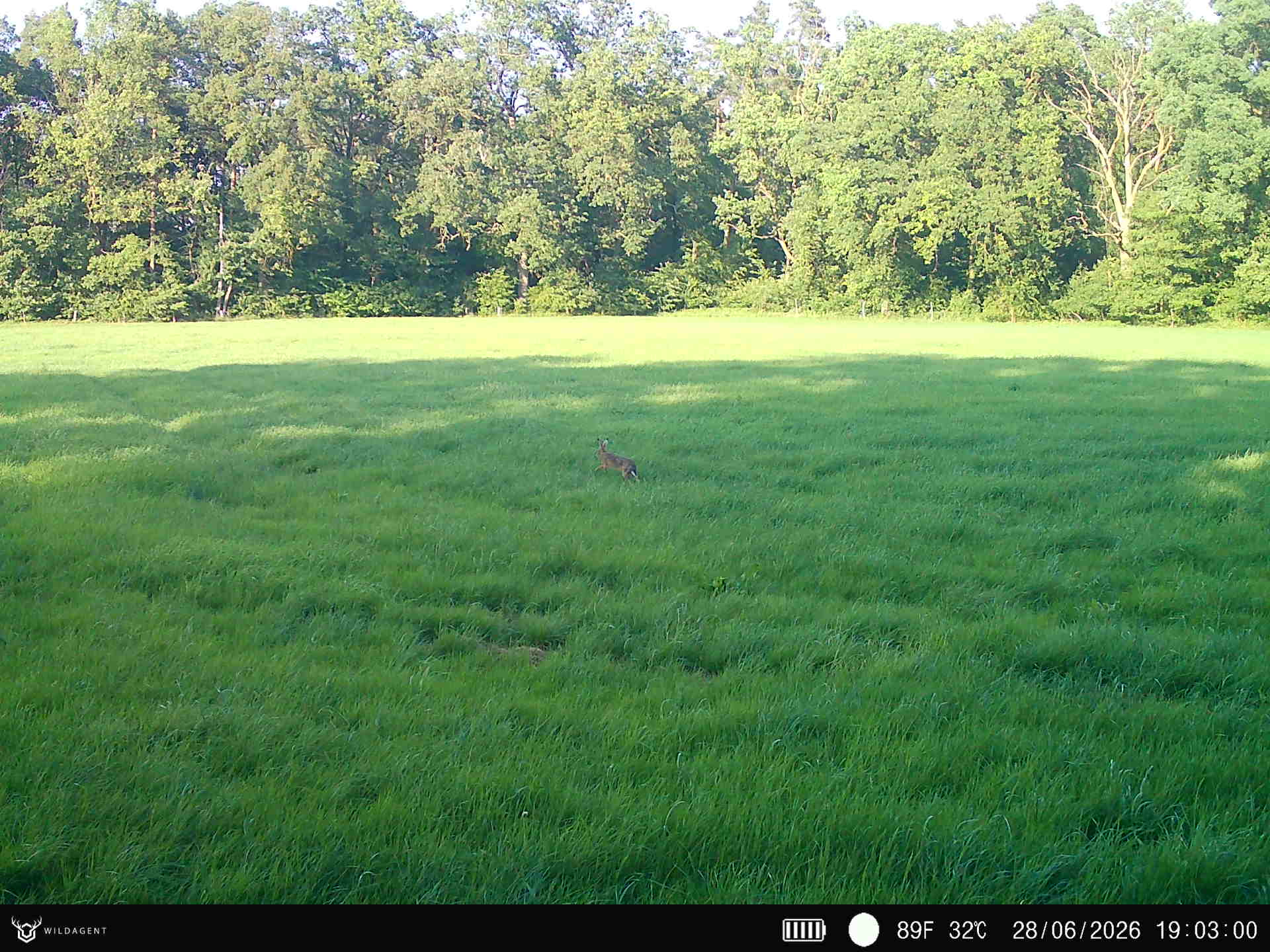Wildtier 28.06.2026 19:03