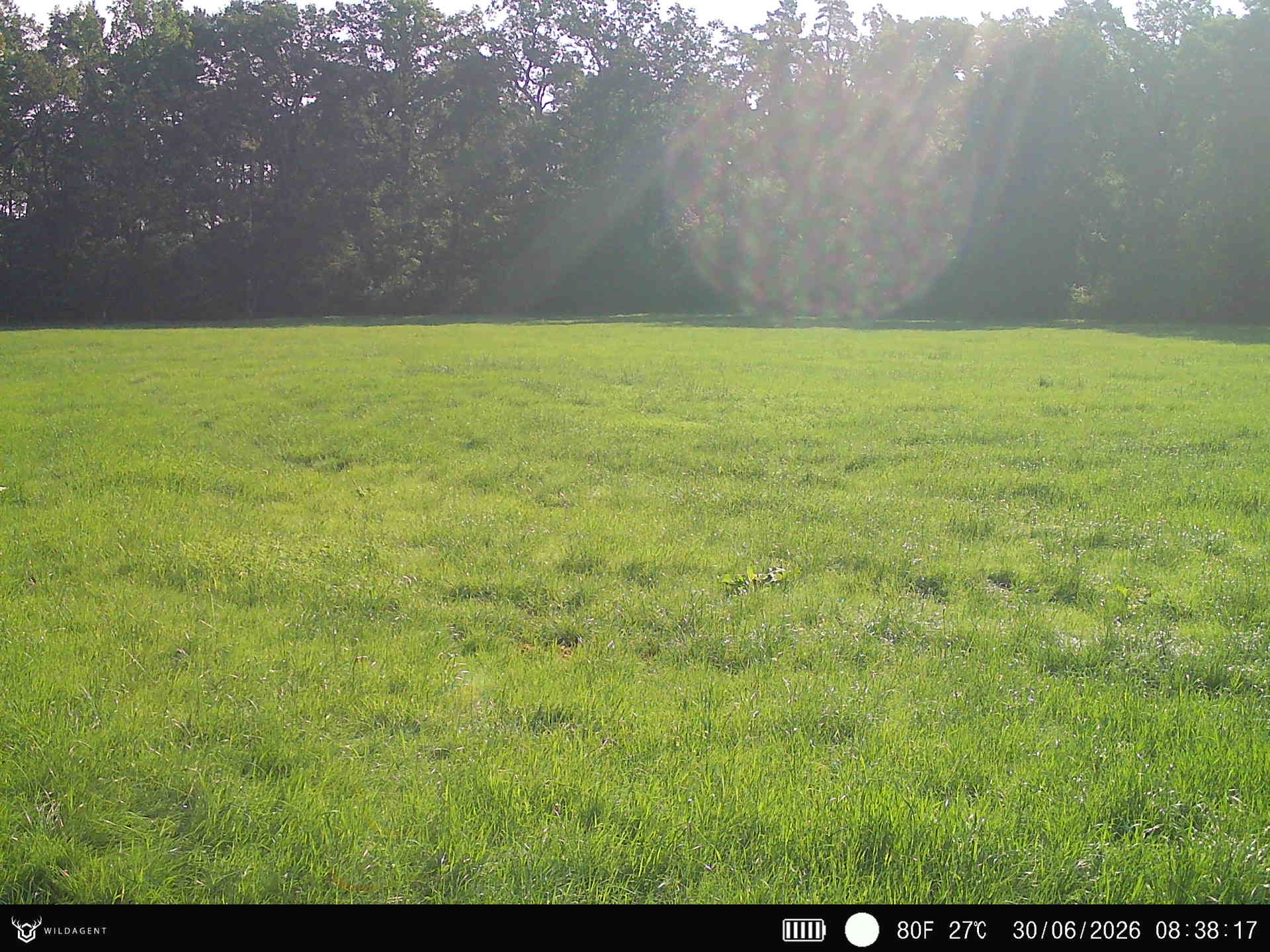 Wildtier 30.06.2026 08:38