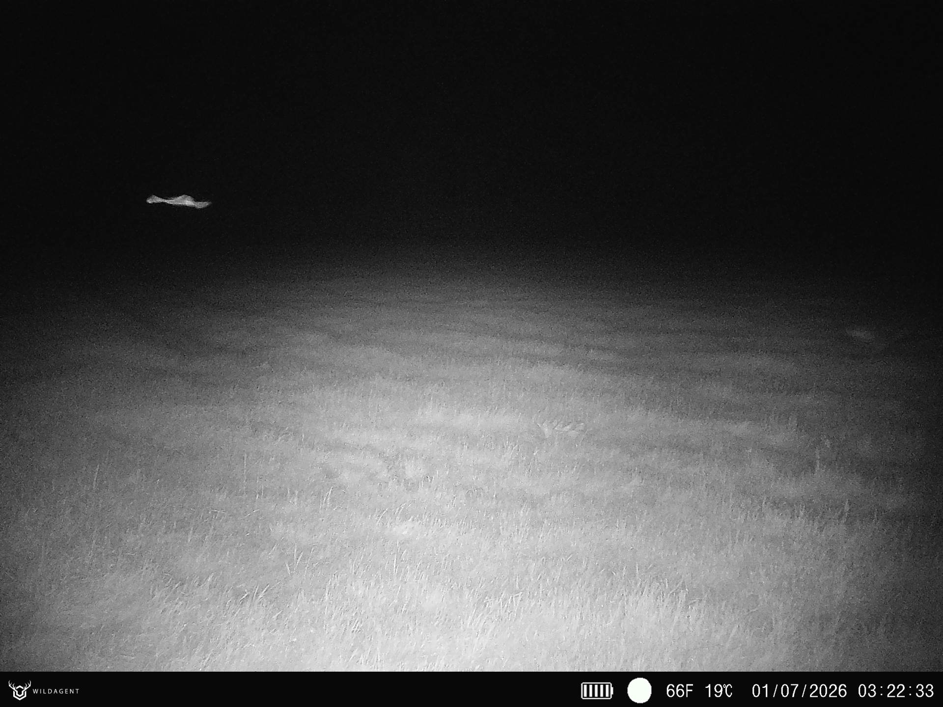 Wildtier 01.07.2026 03:22