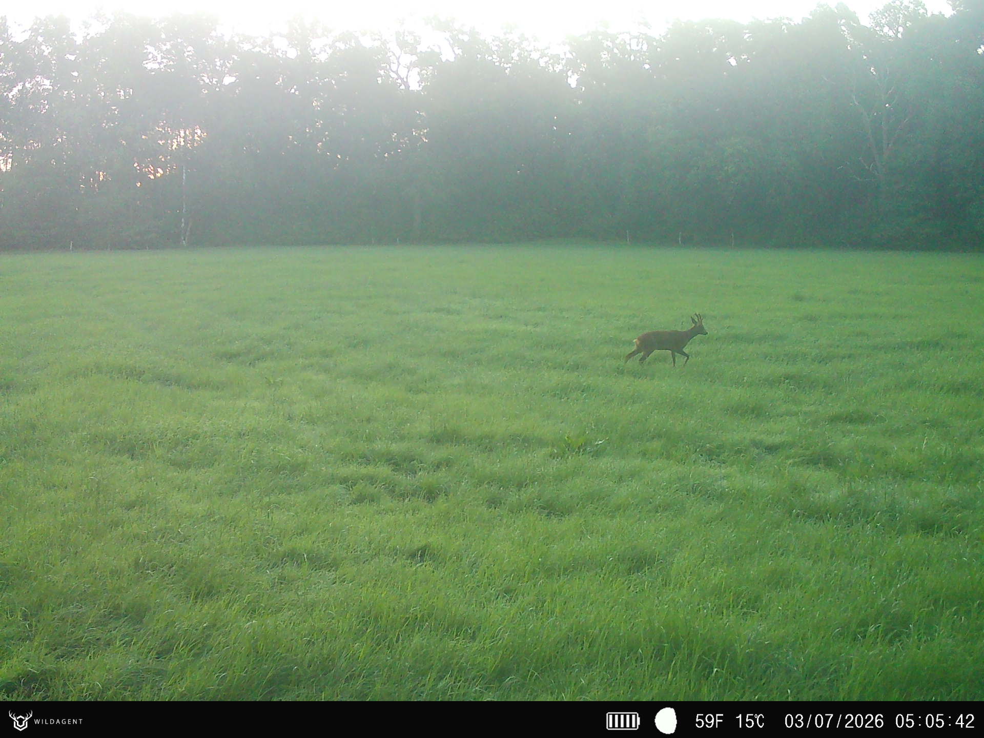 Wildtier 03.07.2026 05:05