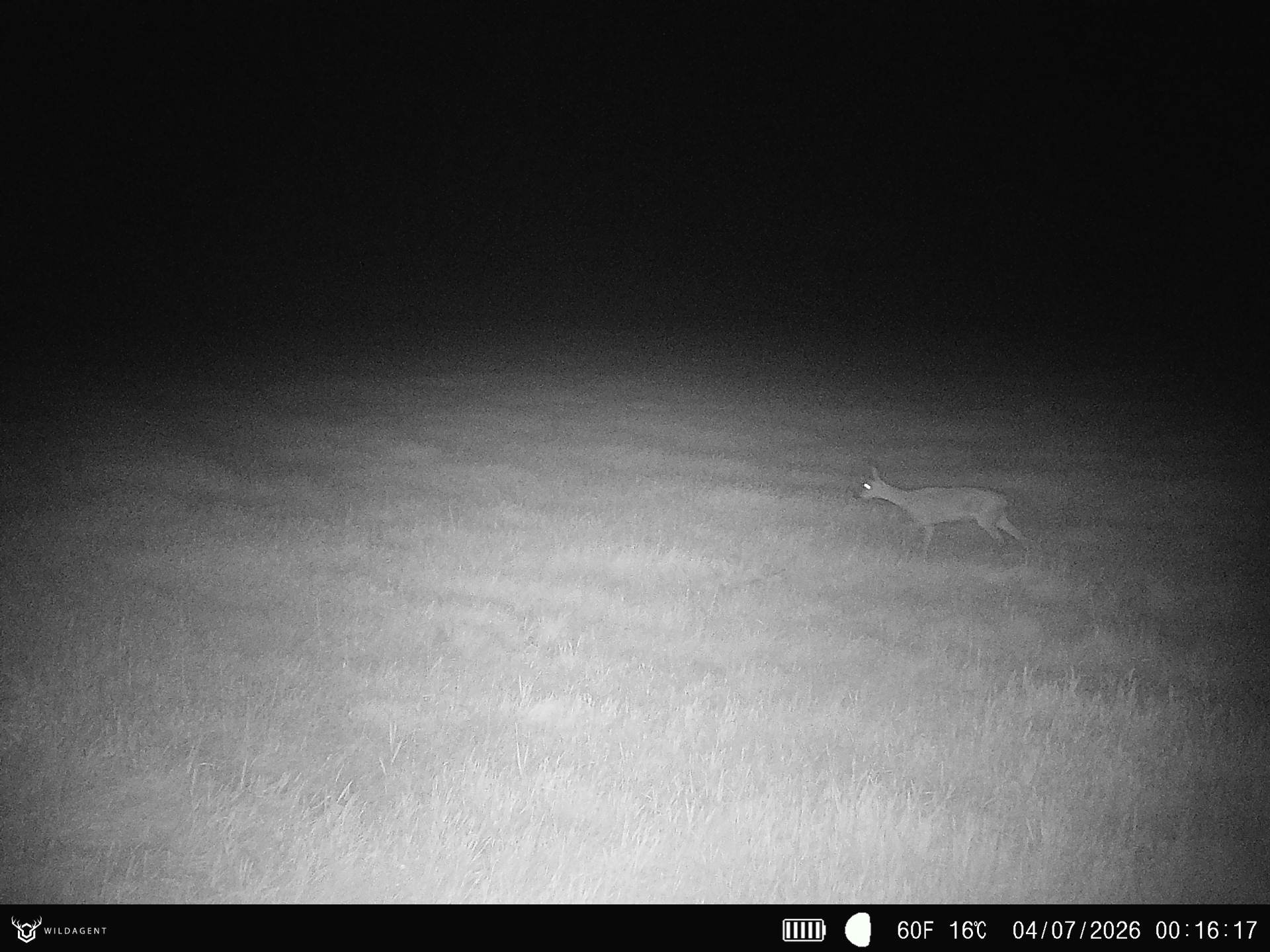 Wildtier 04.07.2026 00:16