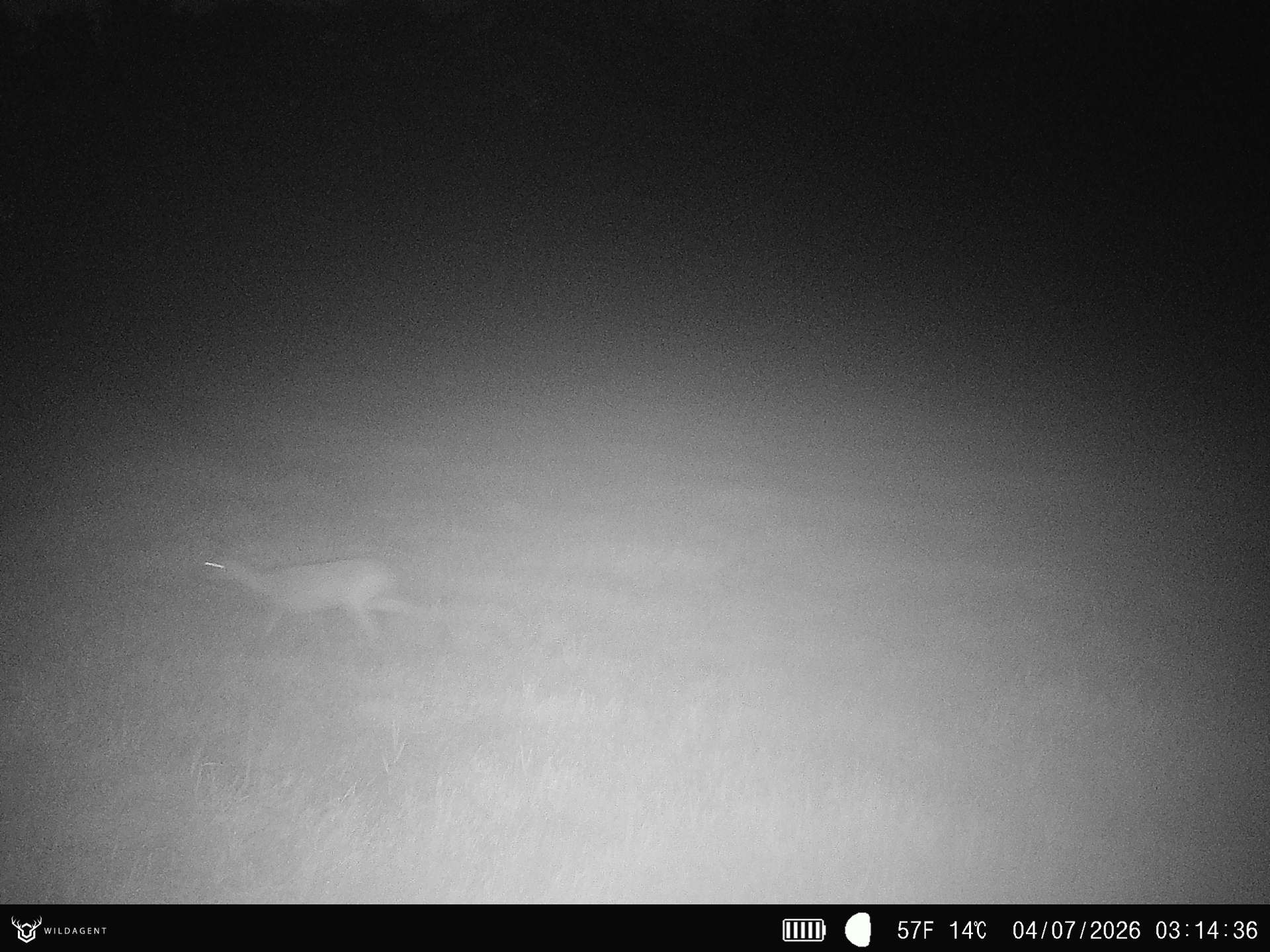 Wildtier 04.07.2026 03:14