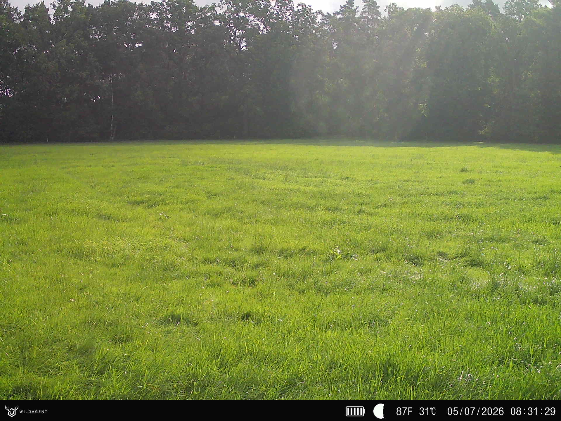 Wildtier 05.07.2026 08:31