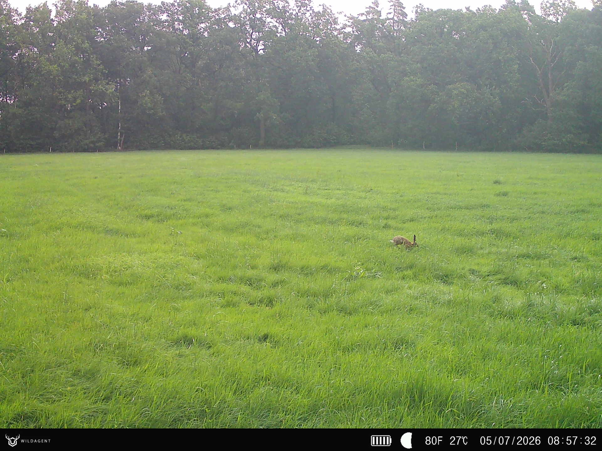 Wildtier 05.07.2026 08:57