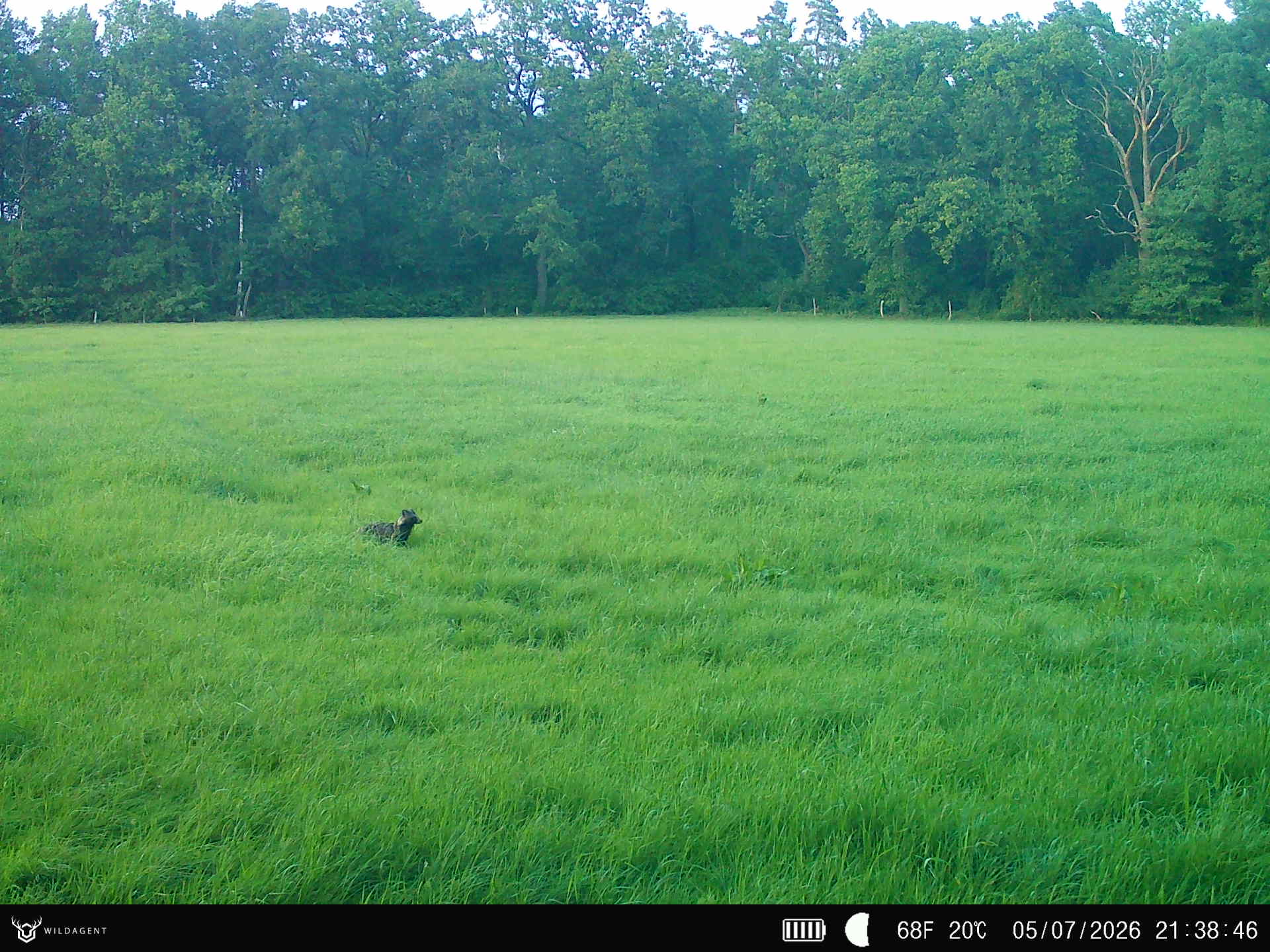 Wildtier 05.07.2026 21:38
