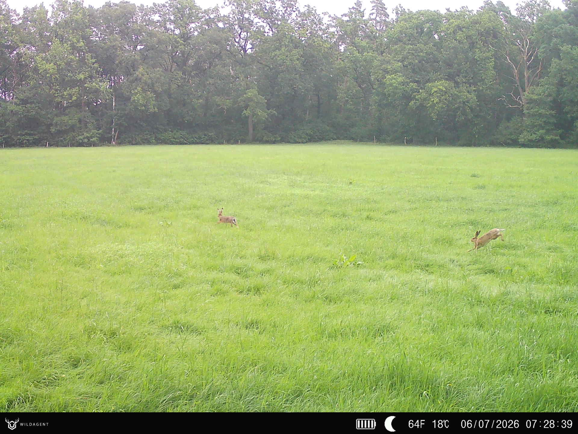 Wildtier 06.07.2026 07:28
