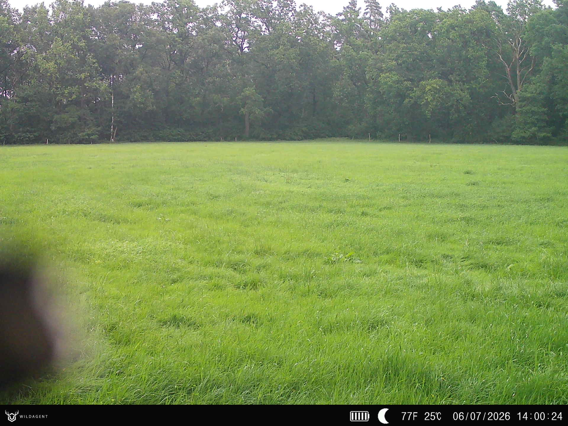 Wildtier 06.07.2026 14:00