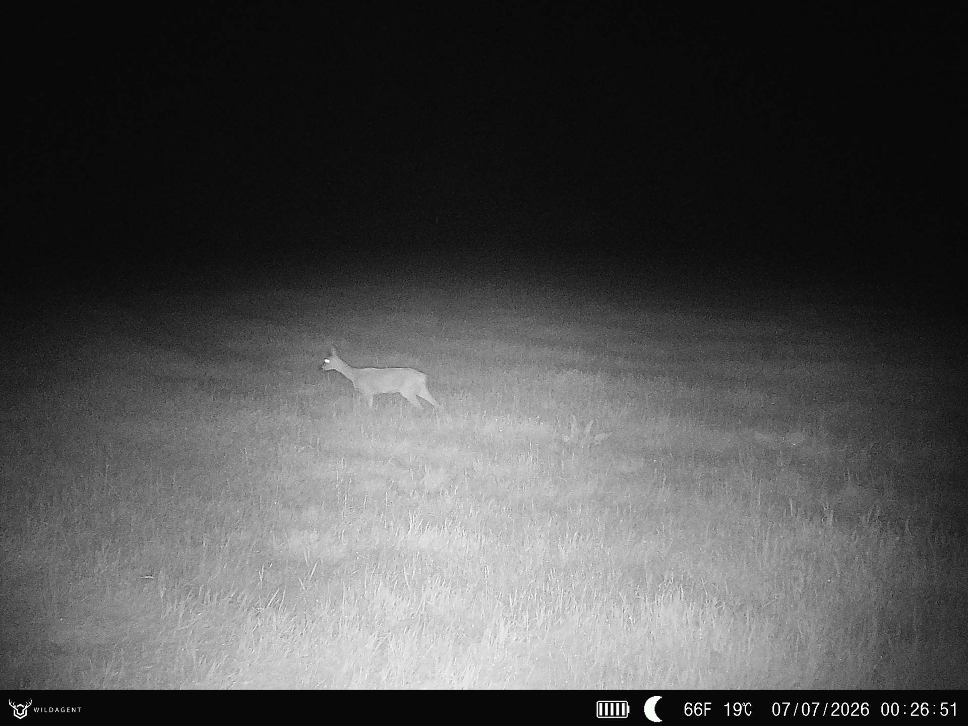 Wildtier 07.07.2026 00:26