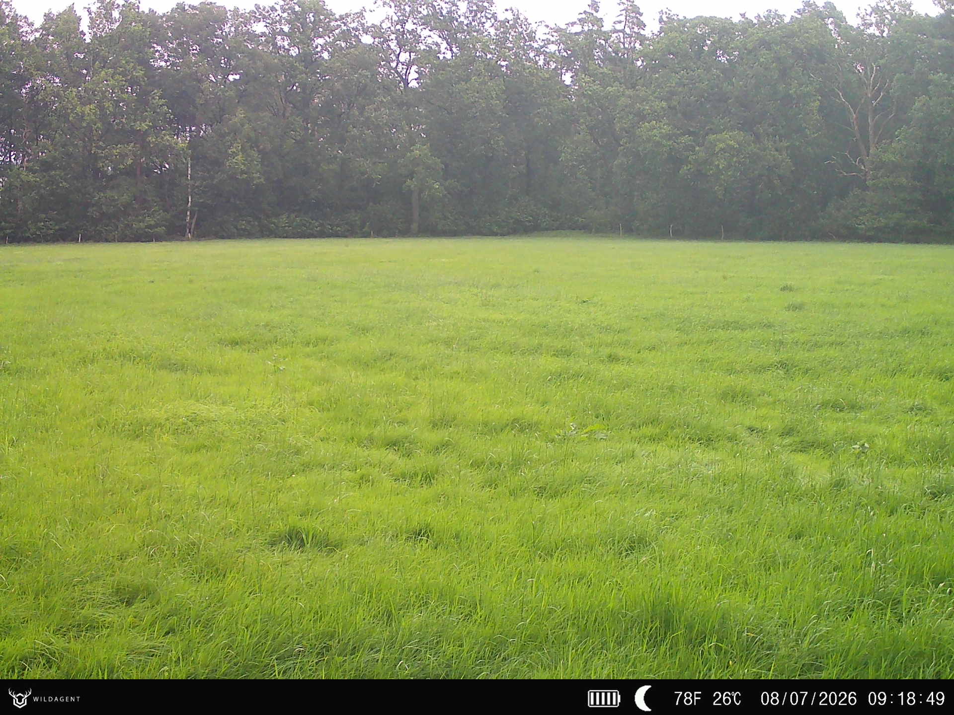 Wildtier 08.07.2026 09:18