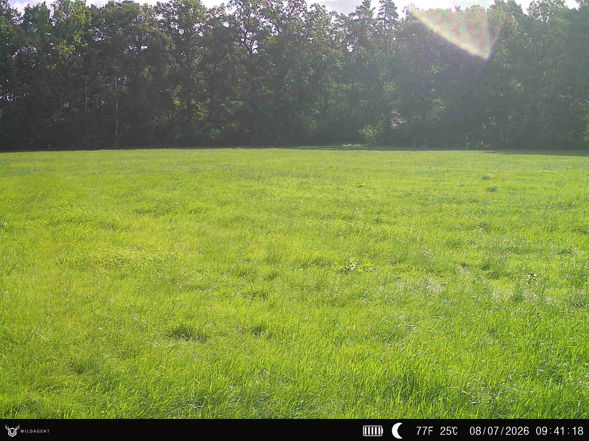 Wildtier 08.07.2026 09:41