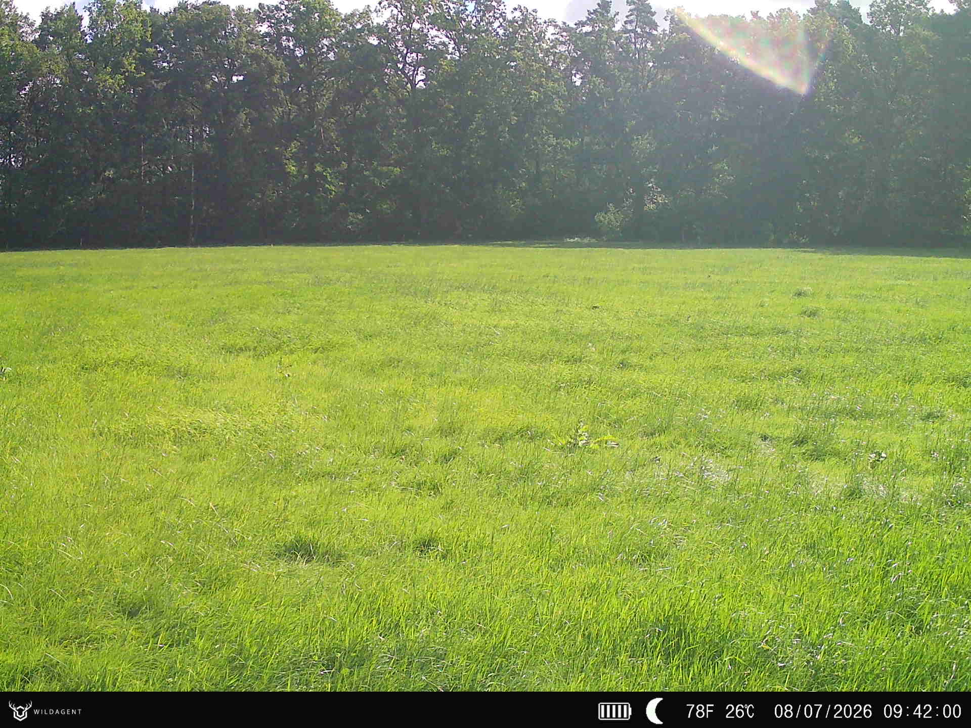 Wildtier 08.07.2026 09:42