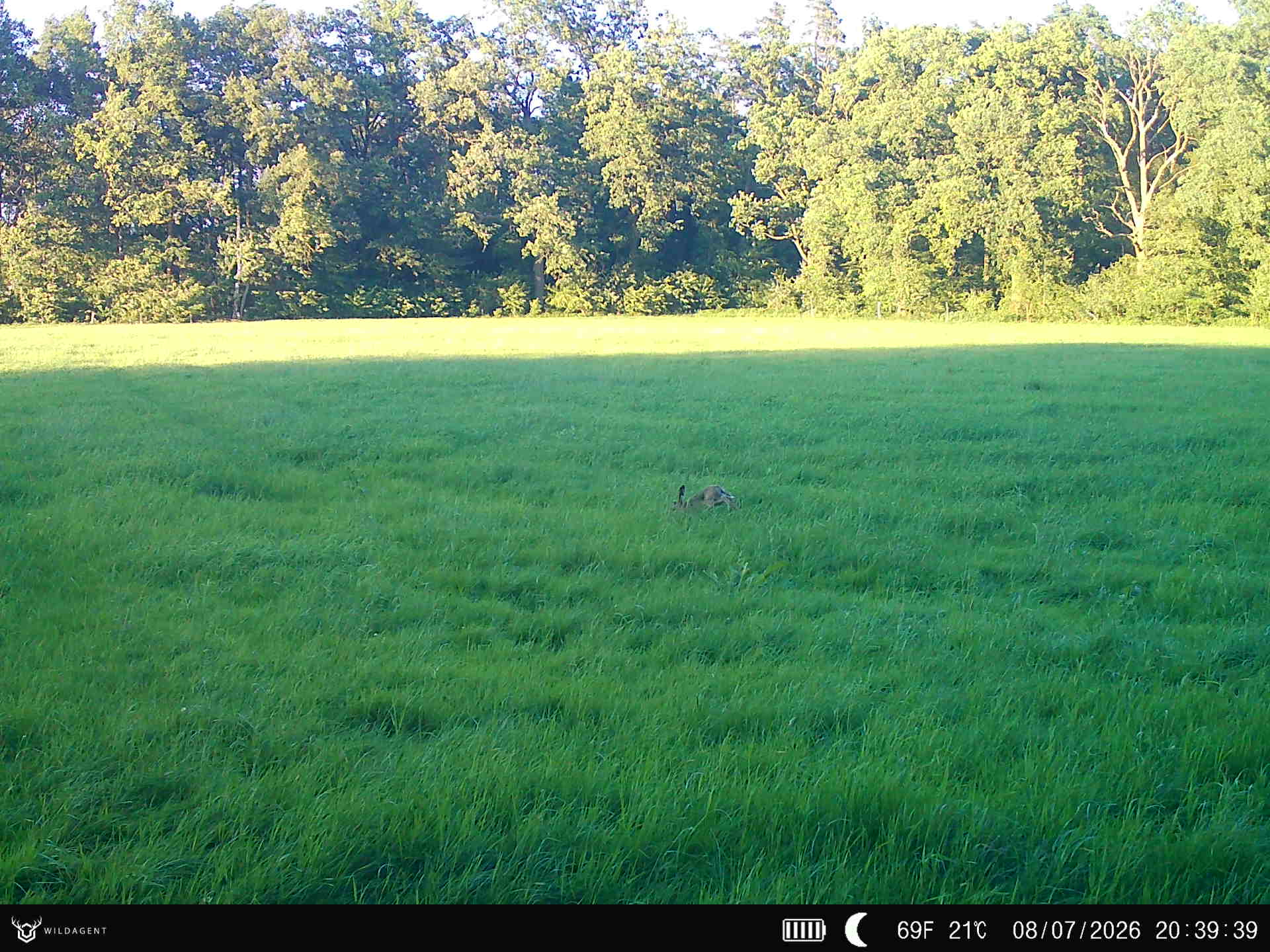 Wildtier 08.07.2026 20:39