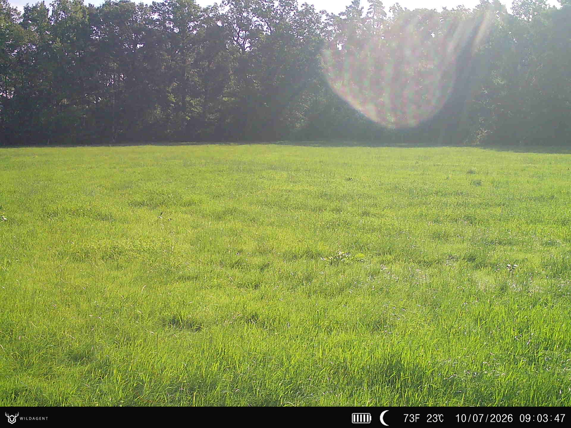 Wildtier 10.07.2026 09:03